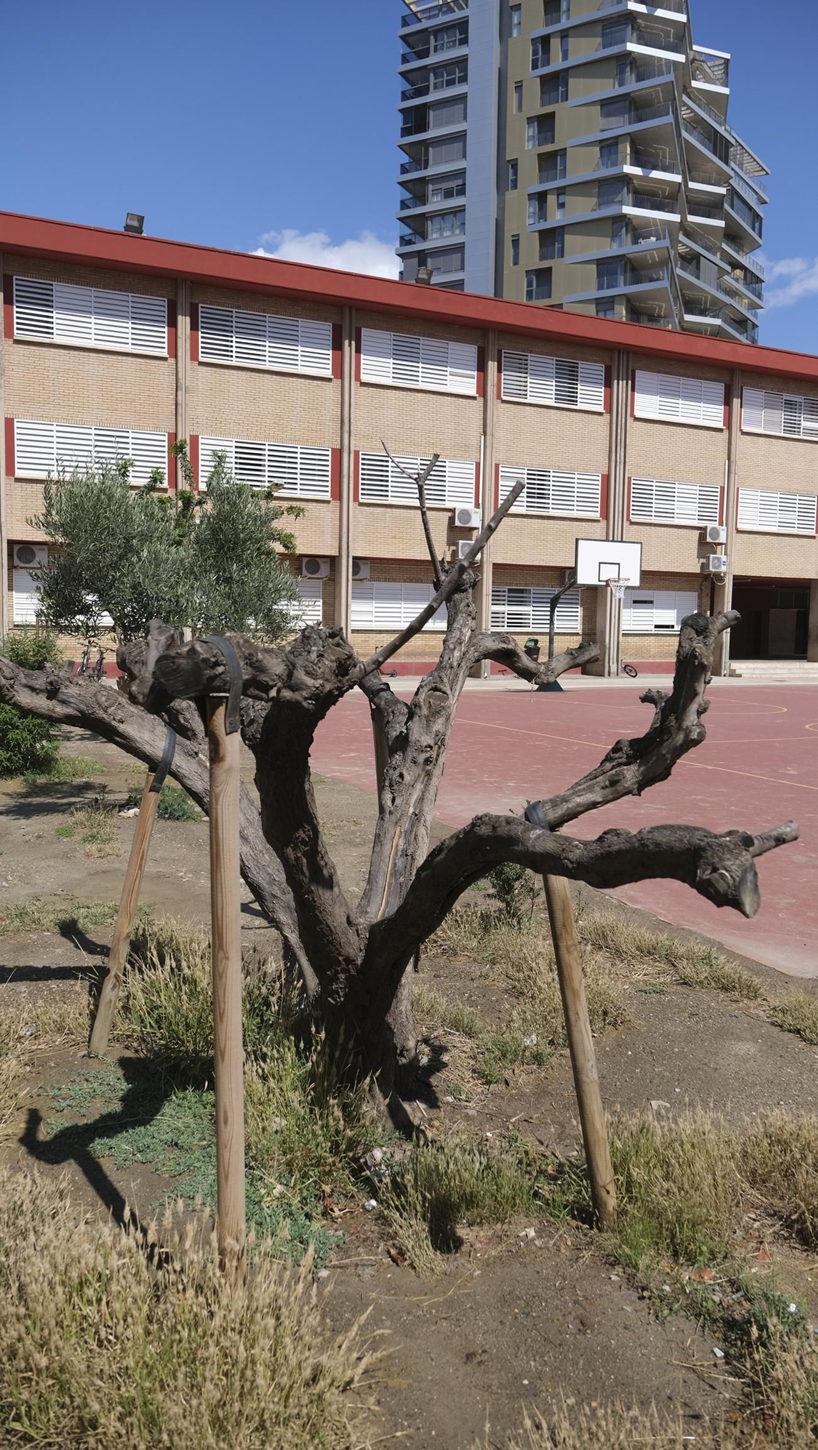 Proyecto Aulas Verdes Abiertas en el Colegio Mar Mediterráneo, de Almería