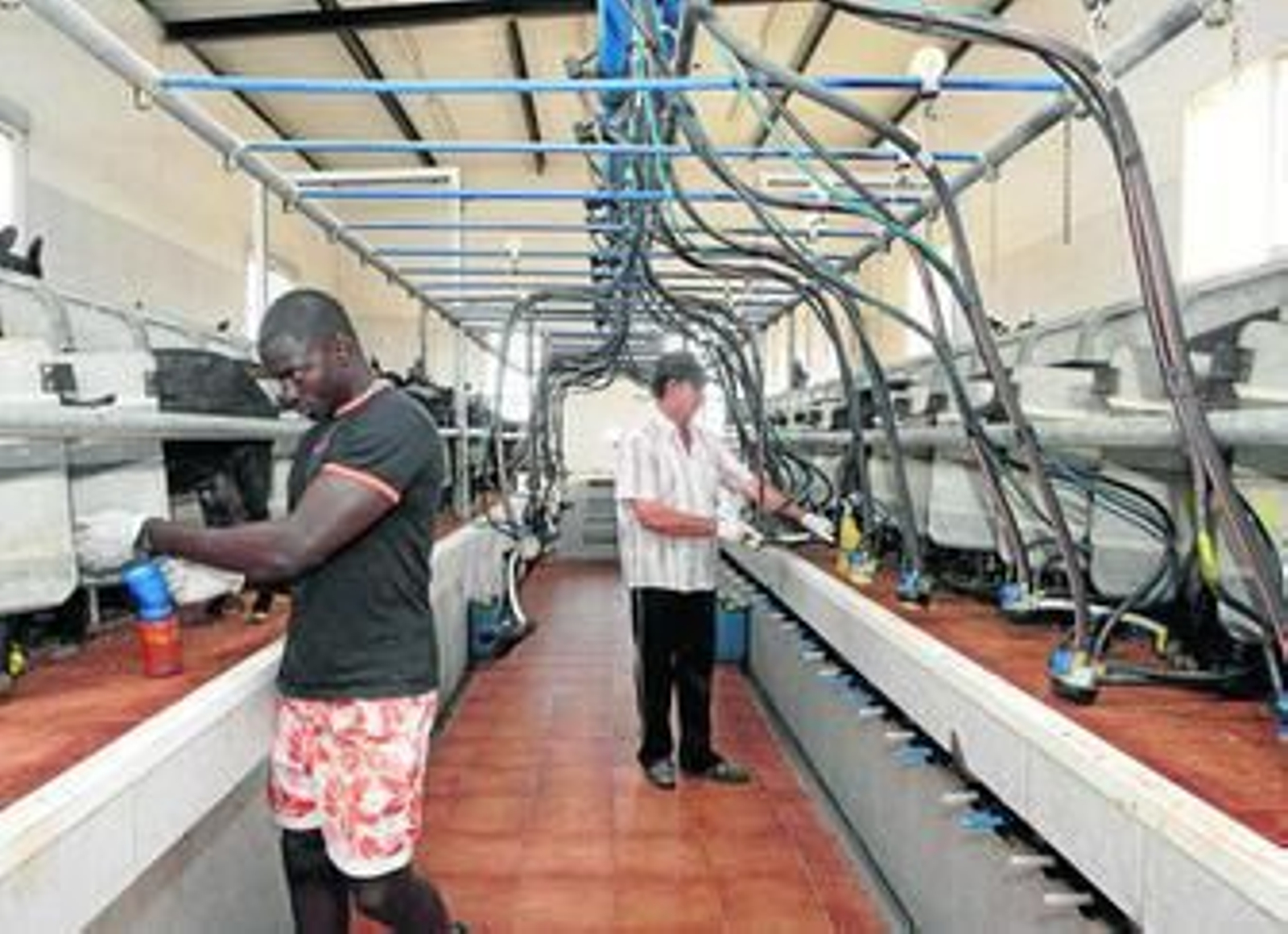 La ganadería se encuentra a escasos metros de la fábrica de quesos y la provee de materia prima.