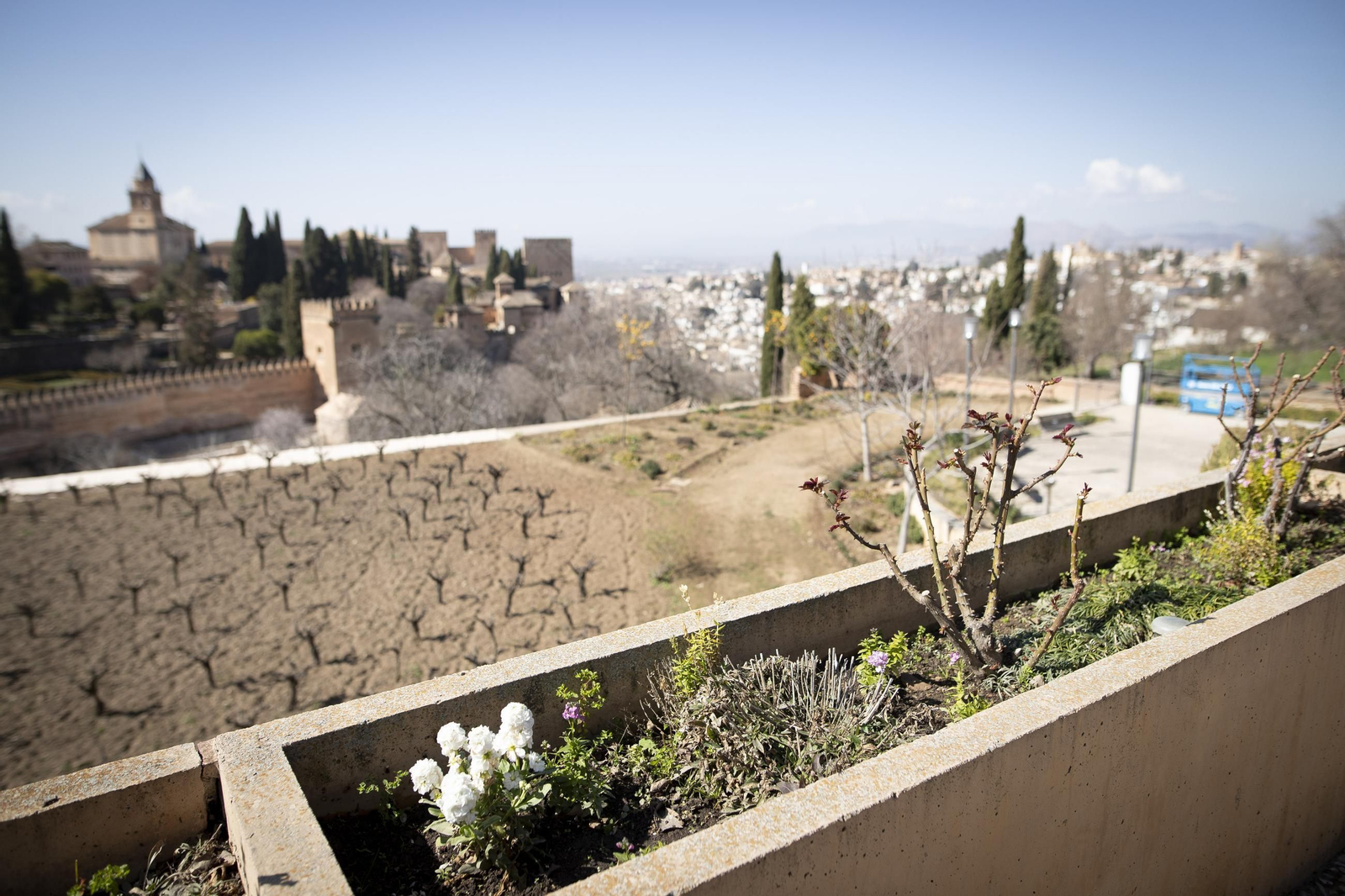 La Alhambra en flor...de invierno: las imágenes