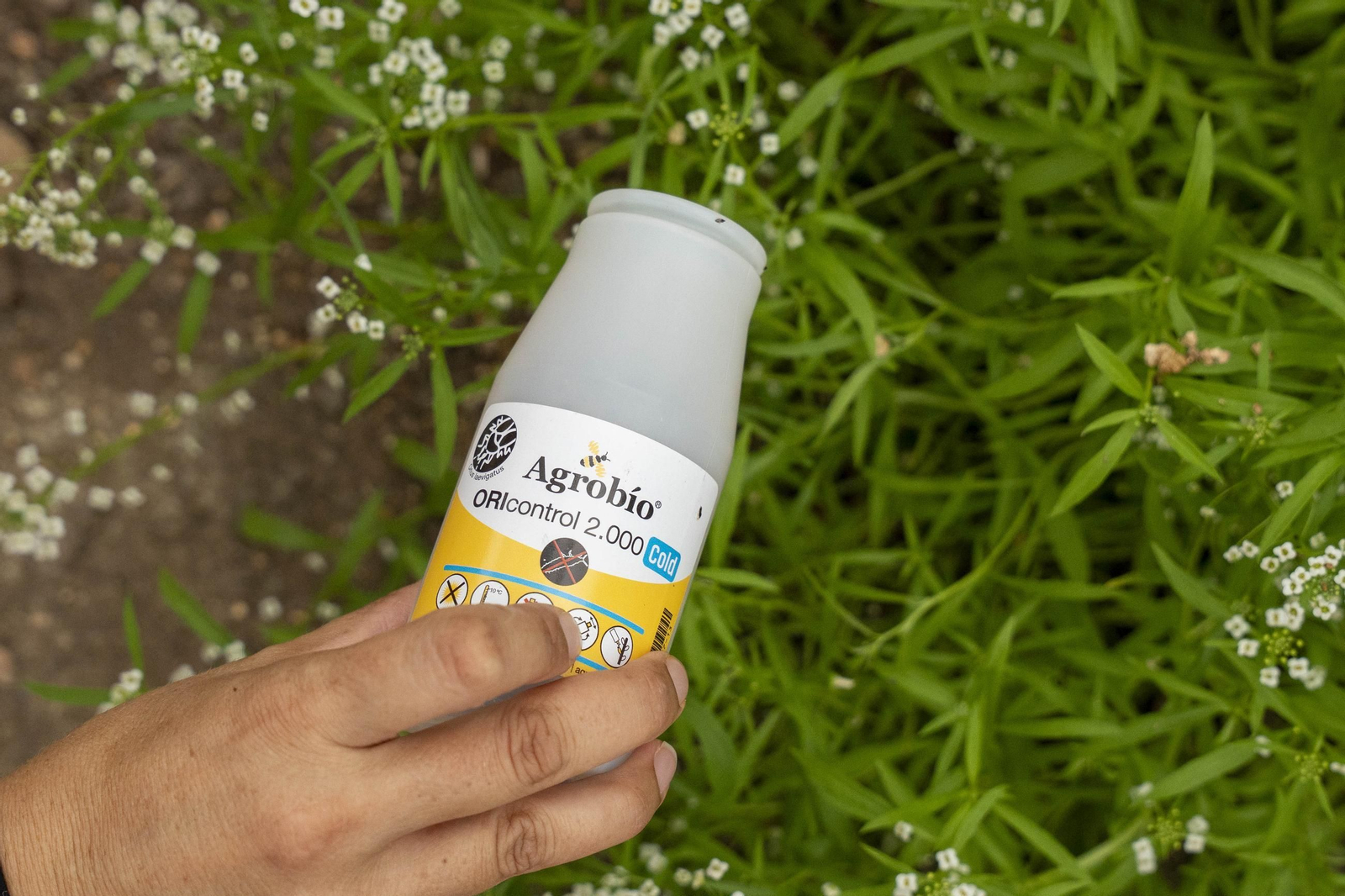 Las imágenes de la suelta de bichos depredadores para la lucha biológica en invernadero por Agrobio