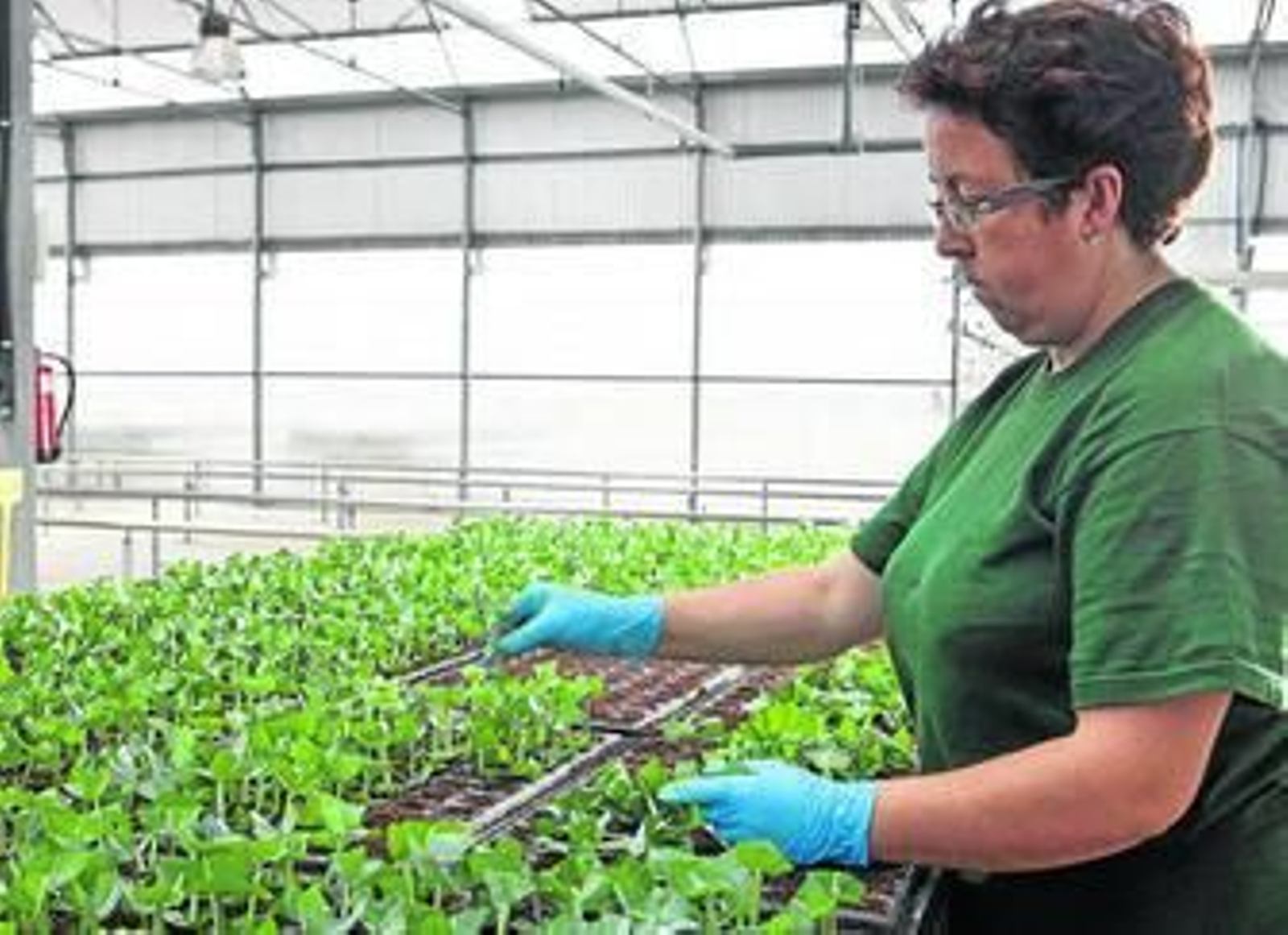 Huelva es sede del Centro de Investigación Forestal de Ence.