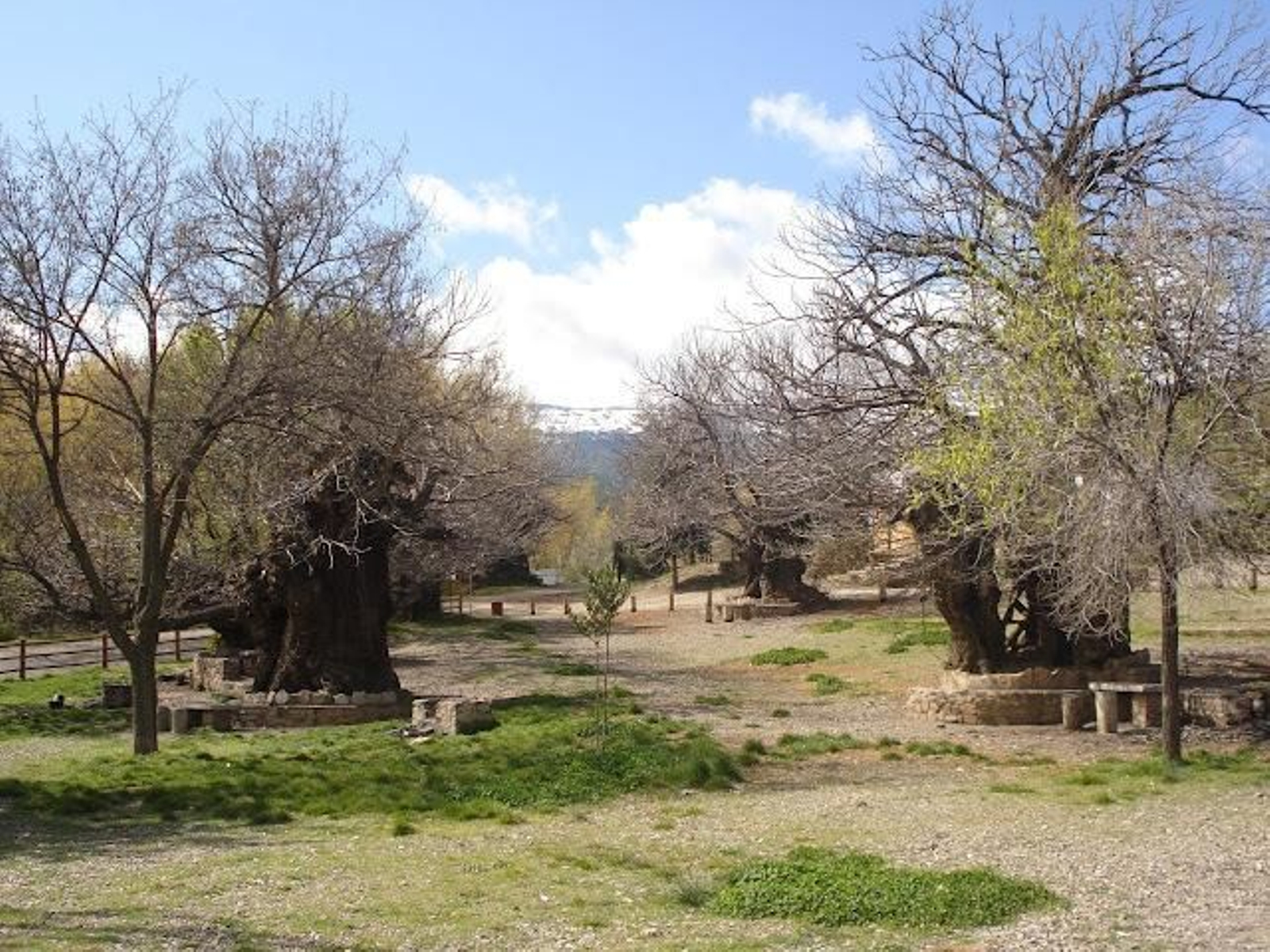 Castañar de Huéneja Rincones del Sulayr: propuestas para conocer el patrimonio natural y cultural, la historia y las leyendas de Sierra Nevada