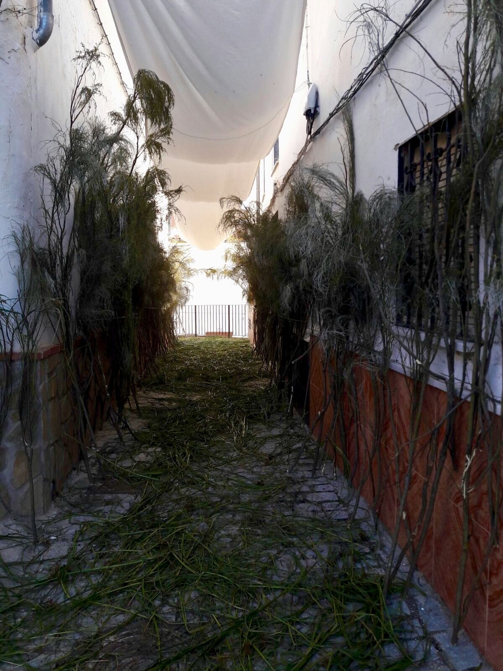 Imágenes del Corpus en Torre Alháquime