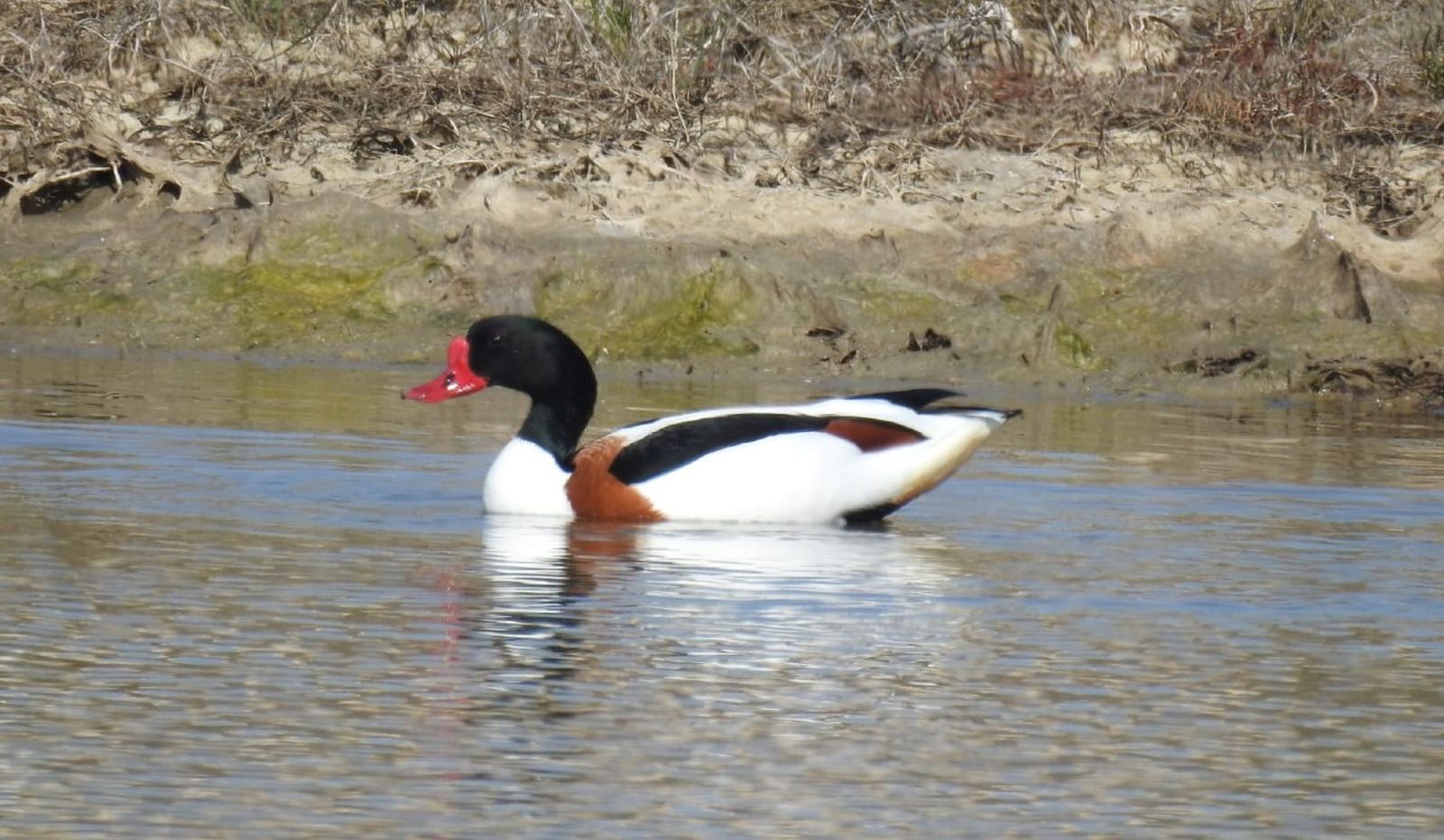 La ruta ornitológica será este sábado en la laguna de Jeli y Montellano
