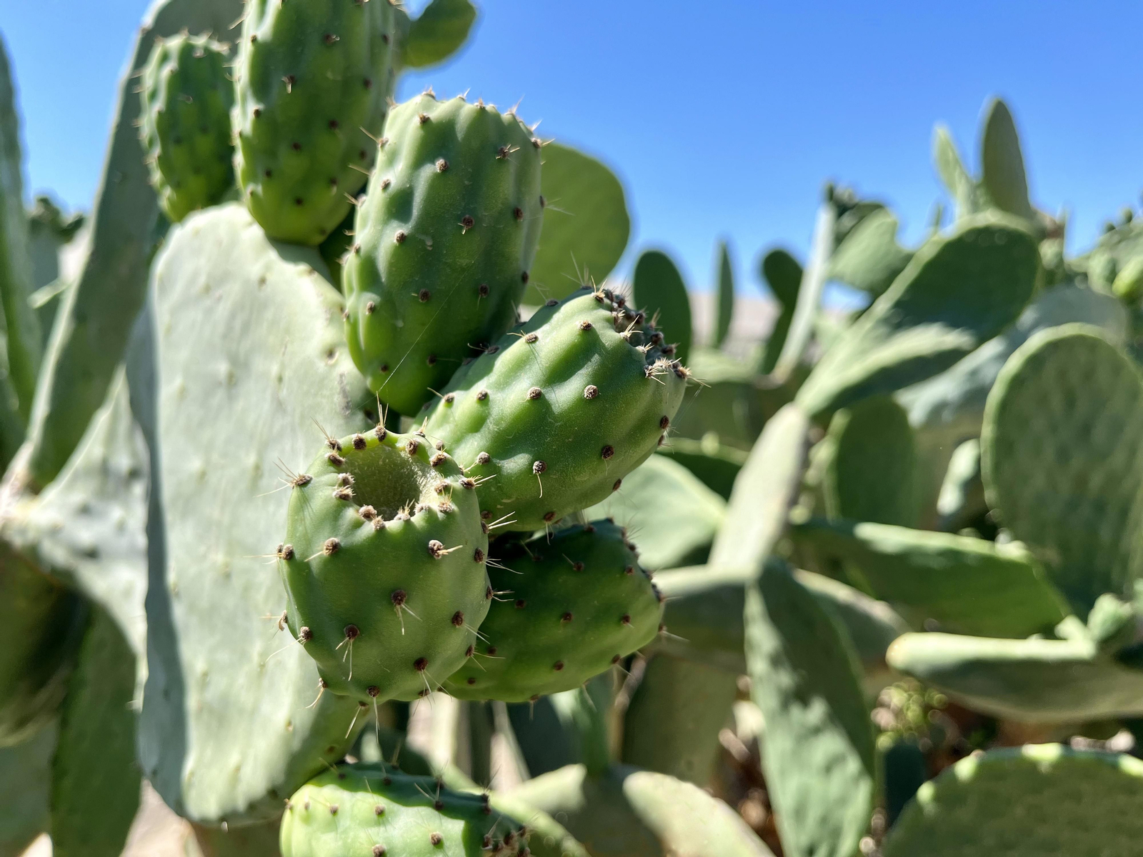 Las pencas de Almería vuelven a producir los chumbos más sabrosos