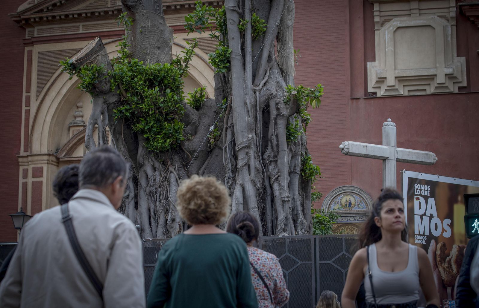 El ficus de Triana con sus brotes verdes, este martes.