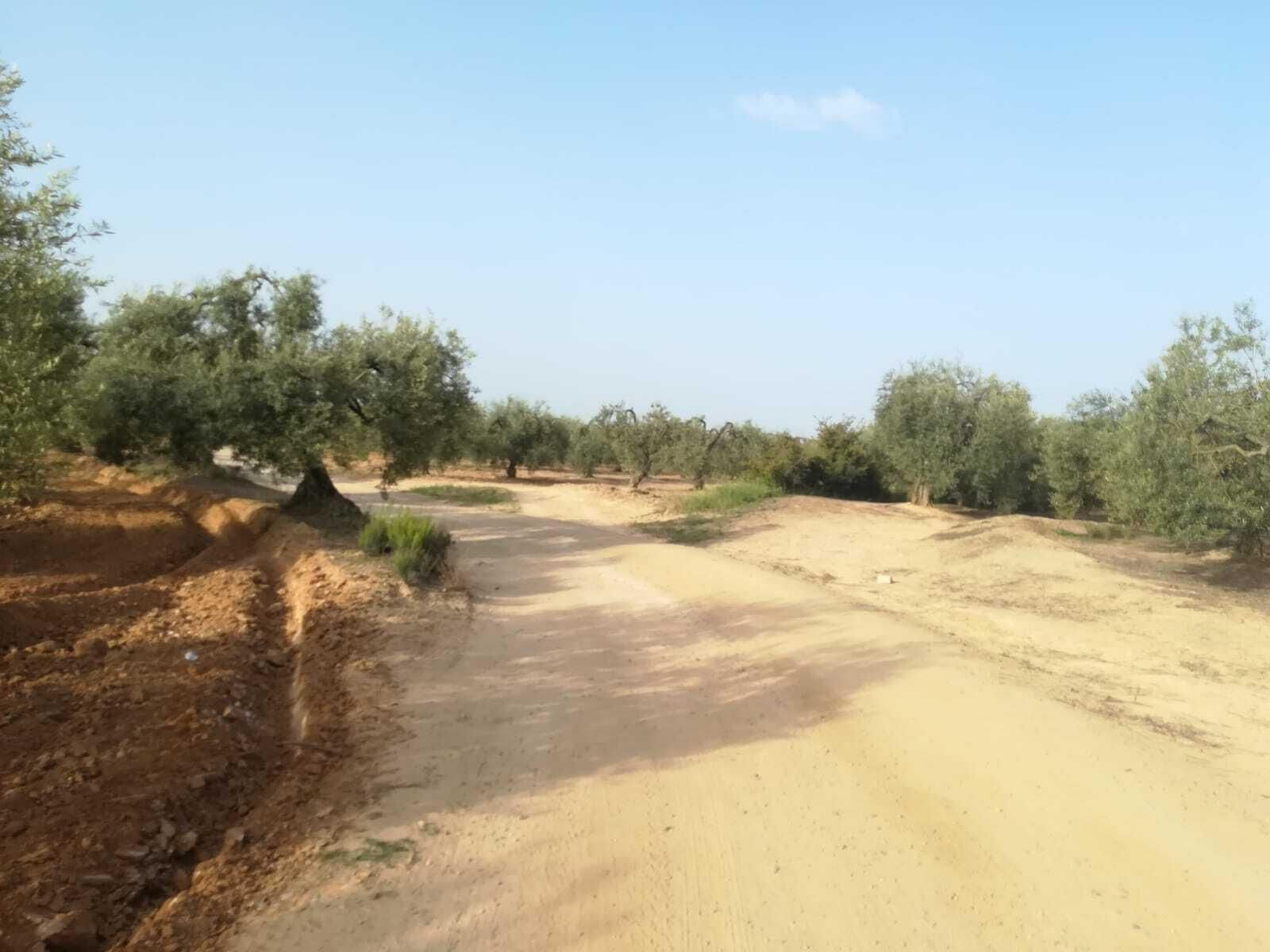 Fotos de la ruta Umbrete-Ermita de Cuatrovitas