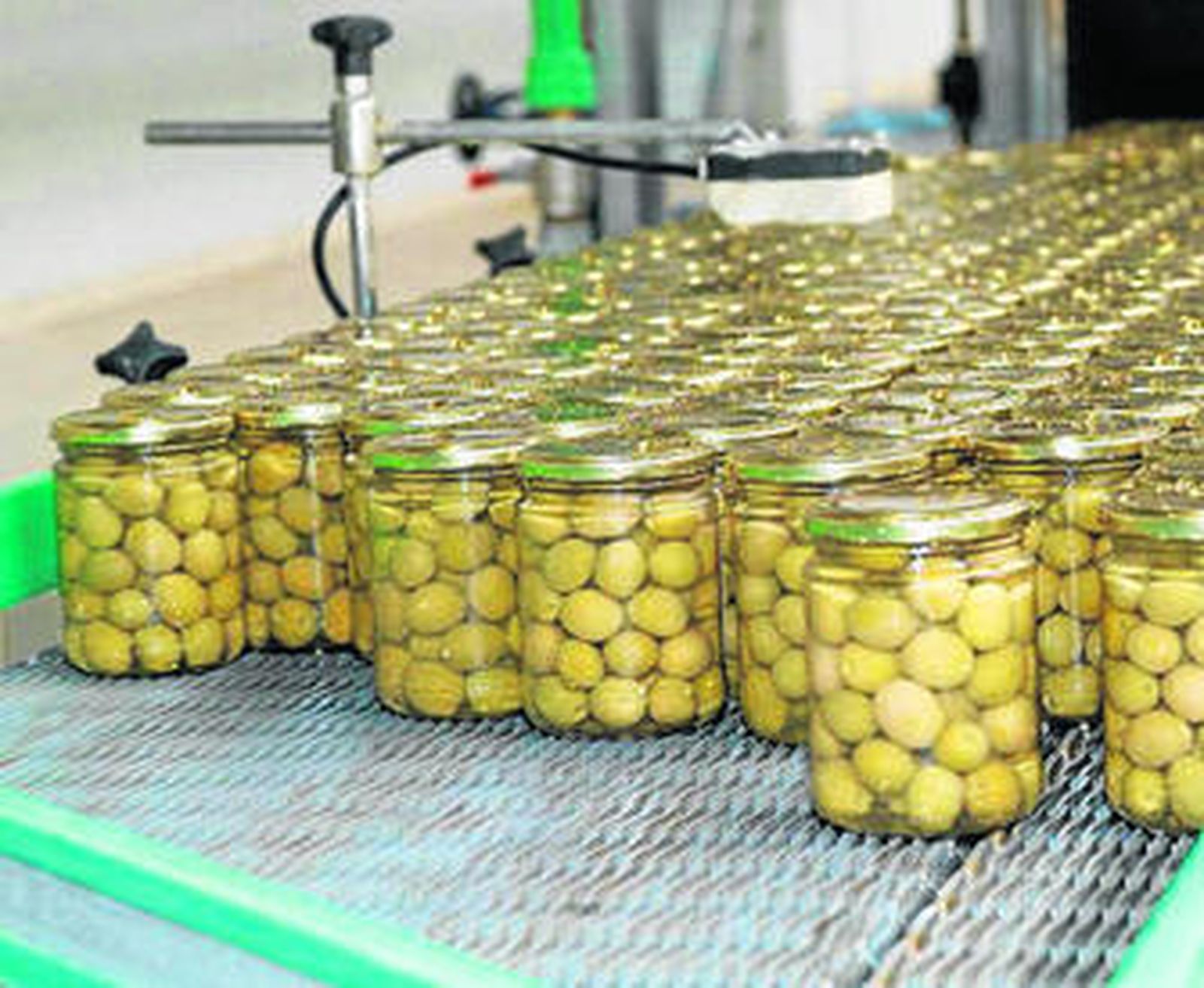 El sector de la aceituna de mesa es uno de los líderes en exportaciones.