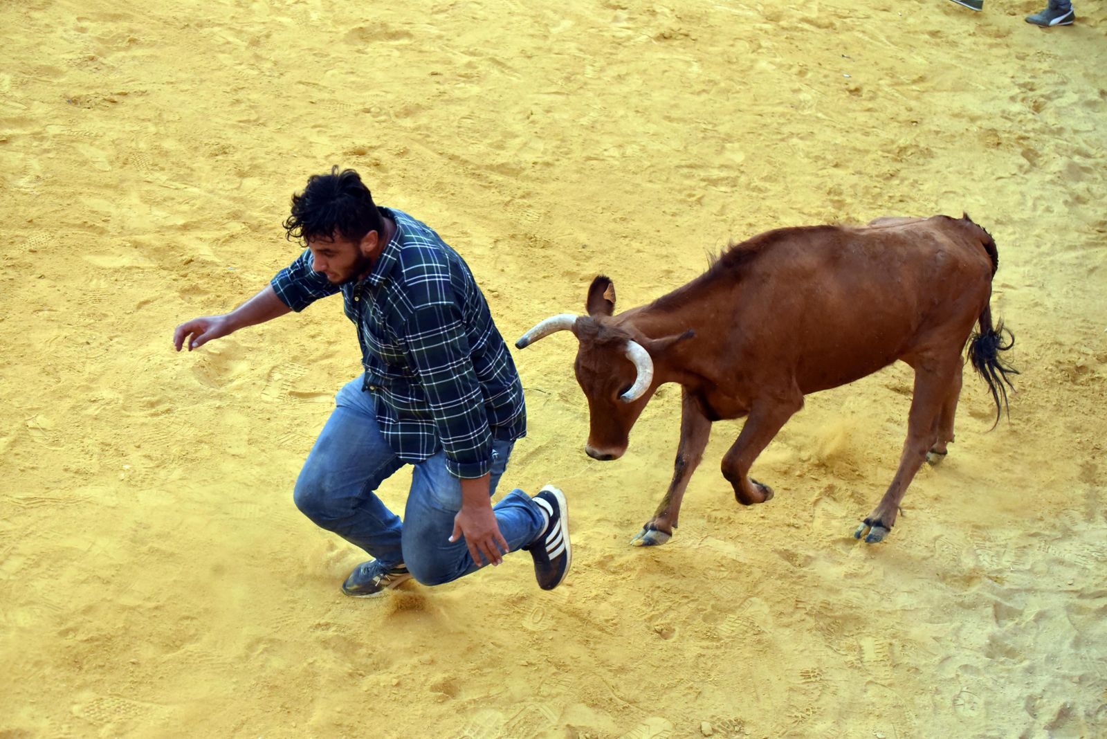 Toro del Aguardiente