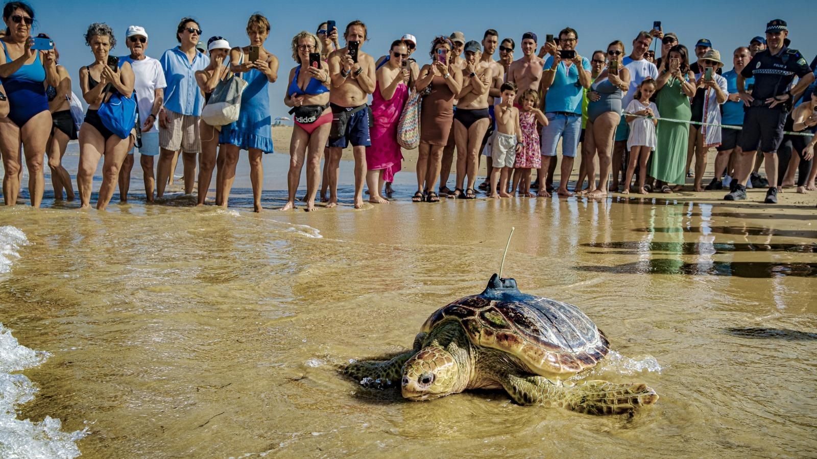 Uno de los ejemplares de tortuga boba regresa al mar ante la expectación de la gente, en la playa de Cortadura de Cádiz.