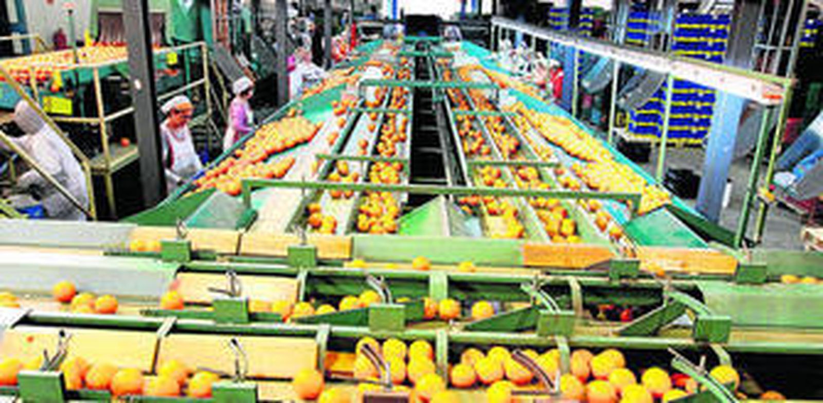 Almería se encuentra en cuarto lugar en el volumen de producción de cítricos, según los datos de la Junta.