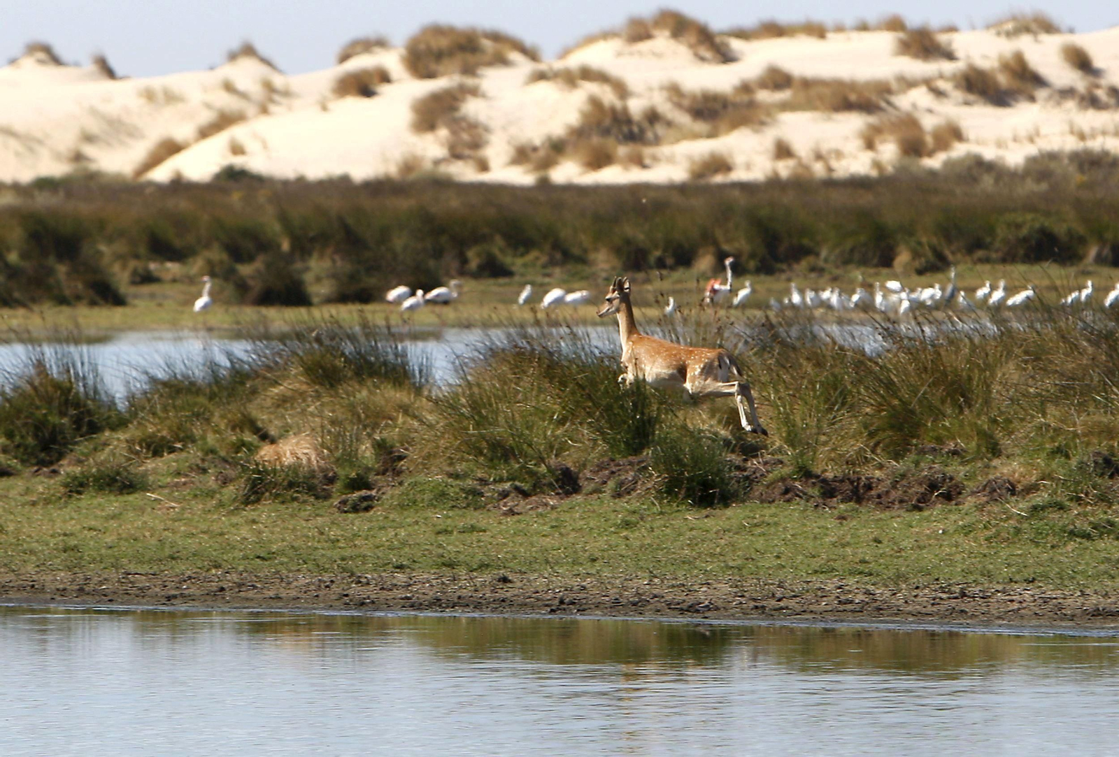 Laguna de Santa Olalla, en el corazón de Doñana