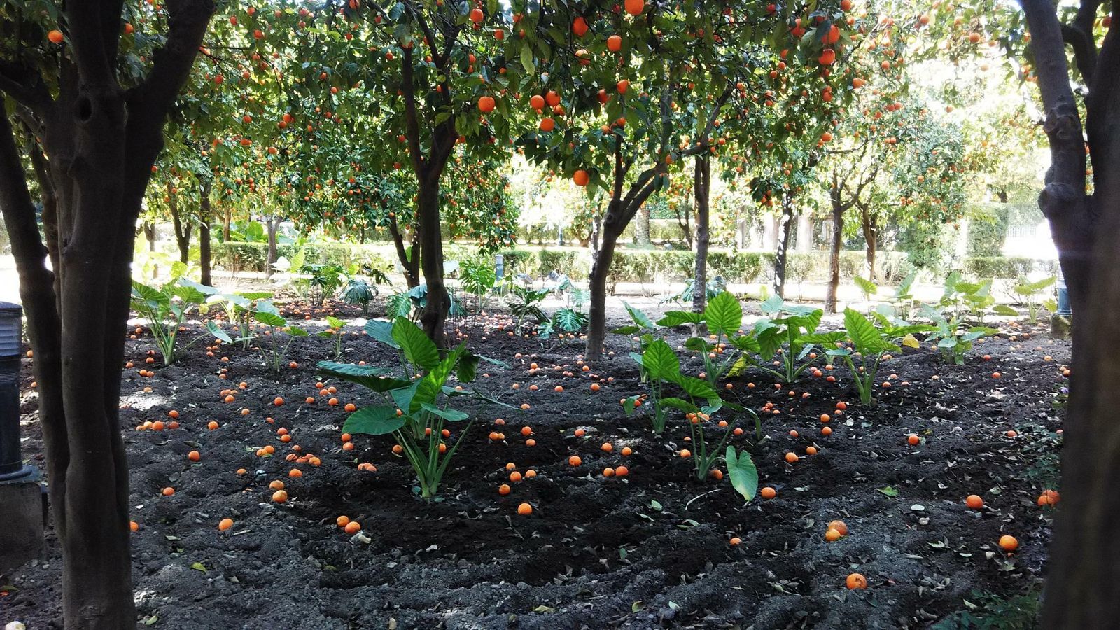 Naranjos amargos del Real Alcázar.