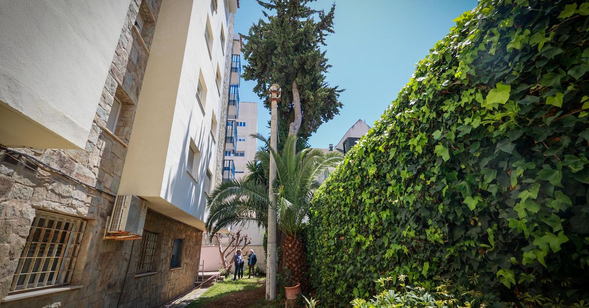 Los ecologistas apoyan a los vecinos a quienes Suso, del Cádiz CF, les quiere talar un árbol con 50 años