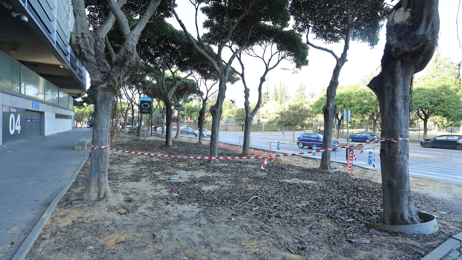 Traslado de los árboles de Chapín