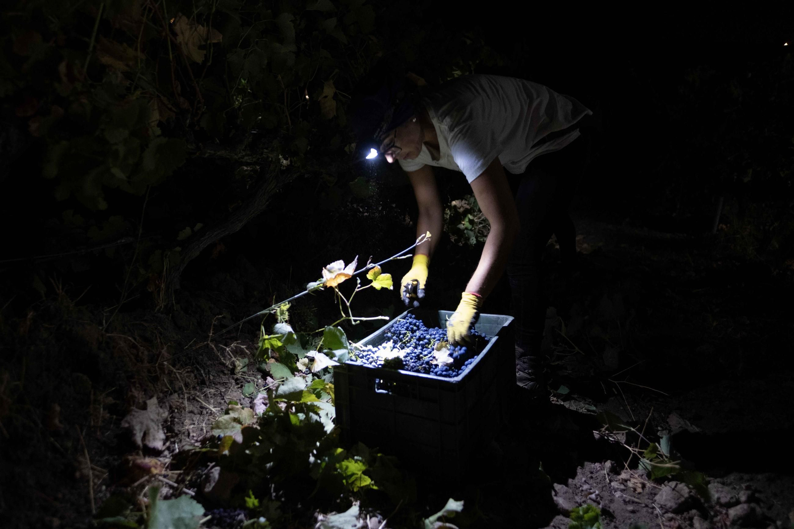 Vendimia nocturna en la Serranía, en imágenes