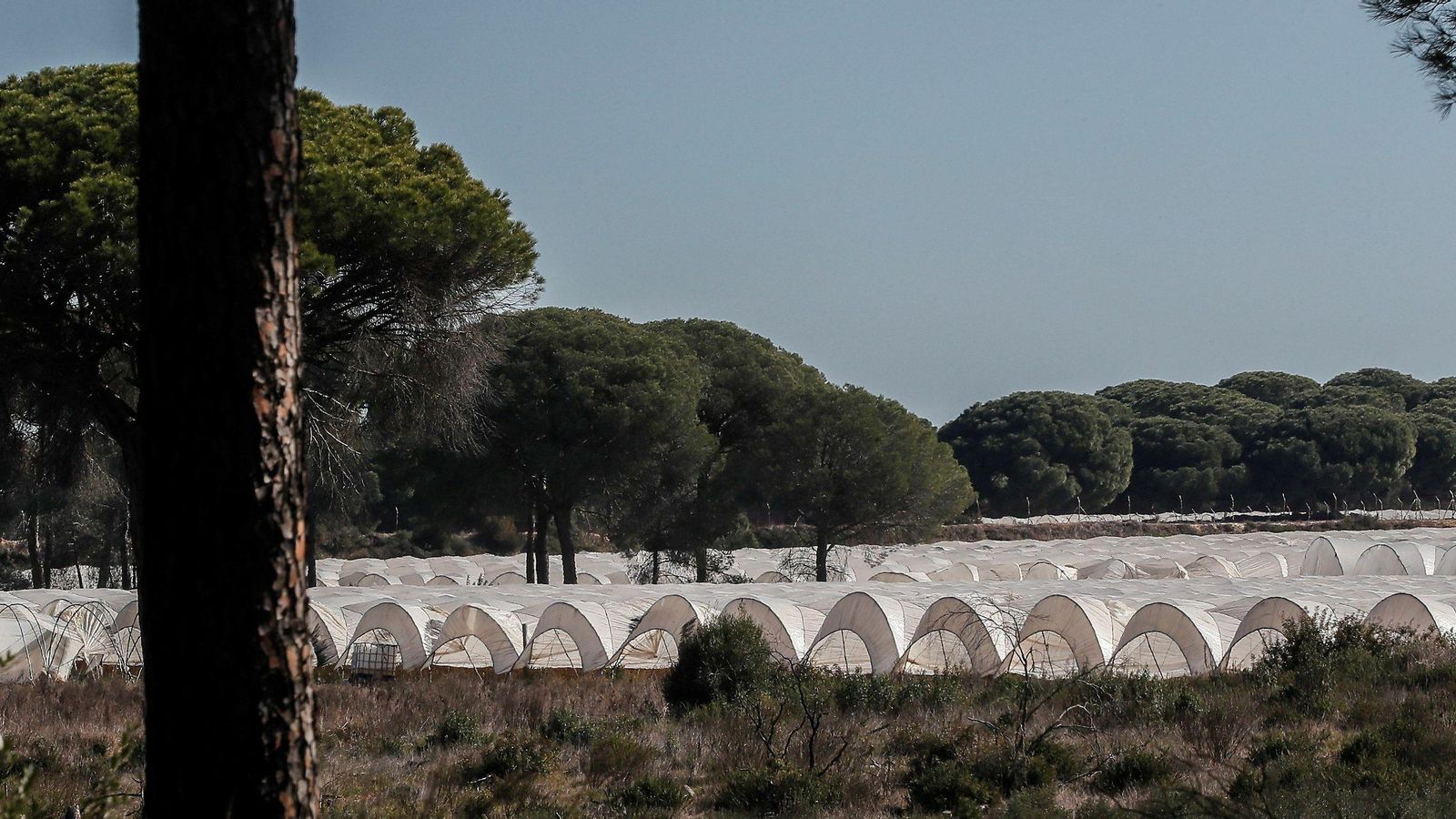 Invernaderos del entorno de Doñana a Confederación Hidrográfica del Guadalquivir (CHG) prevé cerrar en unos dos meses y donde se concentra más de la mitad de los expedientes sancionadores de toda la cuenca del Guadalquivir . Invernaderos del entorno de Doñana a Confederación Hidrográfica del Guadalquivir (CHG) prevé cerrar en unos dos meses y donde se concentra más de la mitad de los expedientes sancionadores de toda la cuenca del Guadalquivir .
