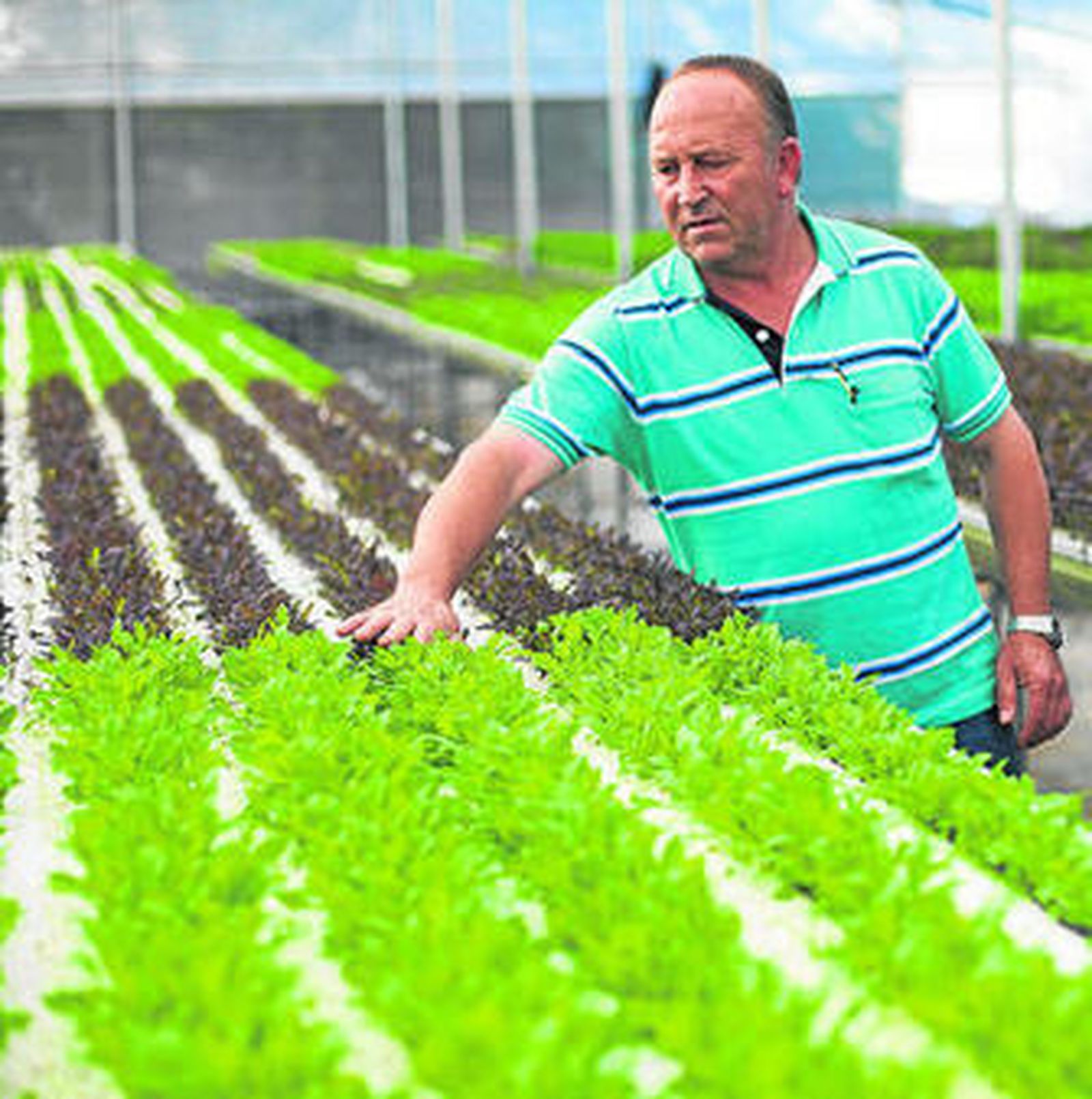 Salvador Piedra en uno de los invernaderos.