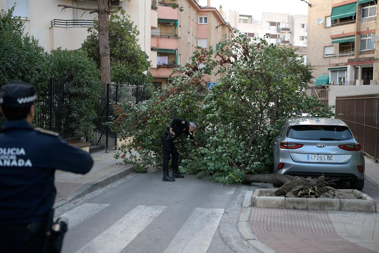 Árbol caído en una calle de Granada.