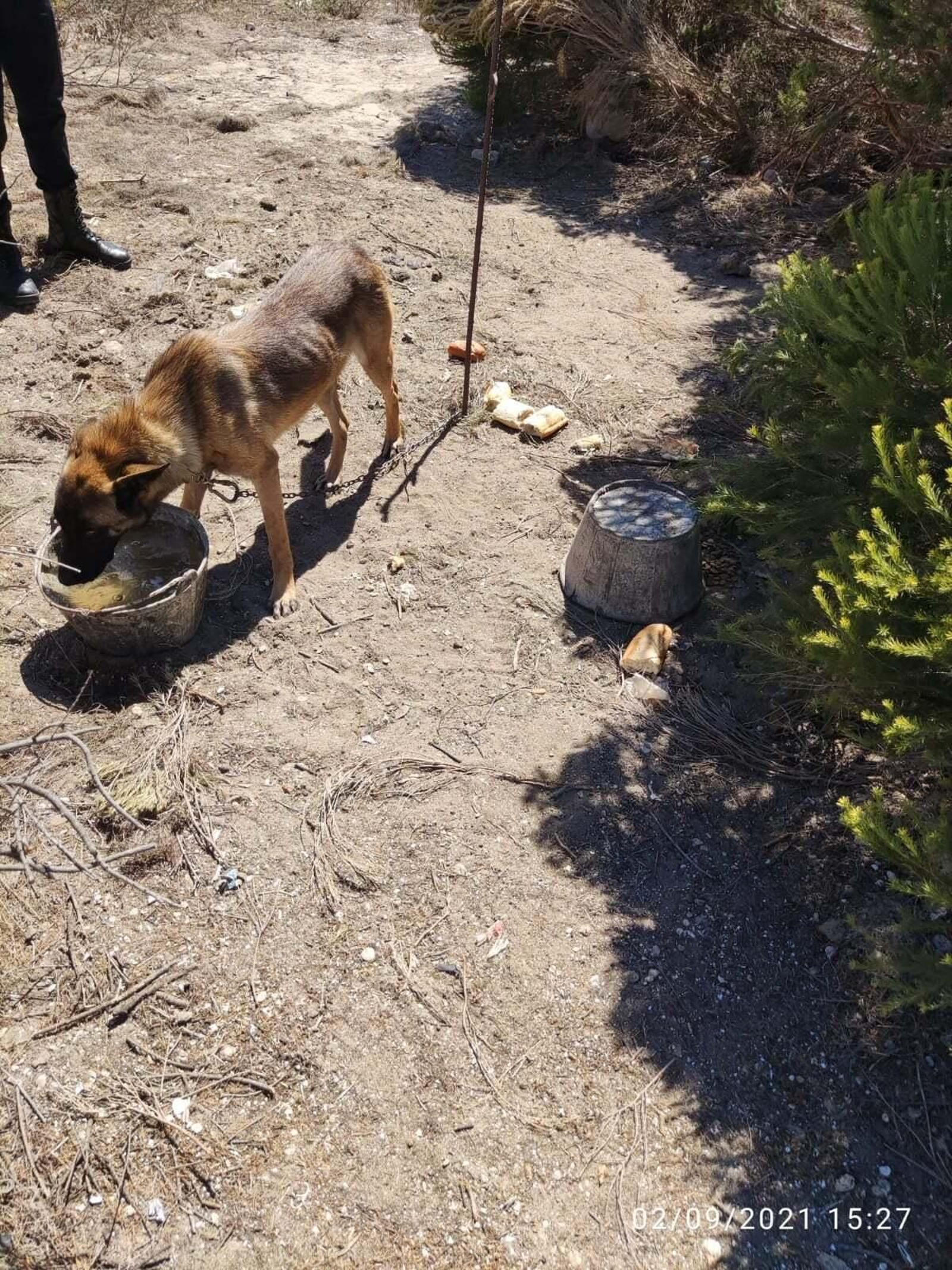 Uno de los perros abandonados