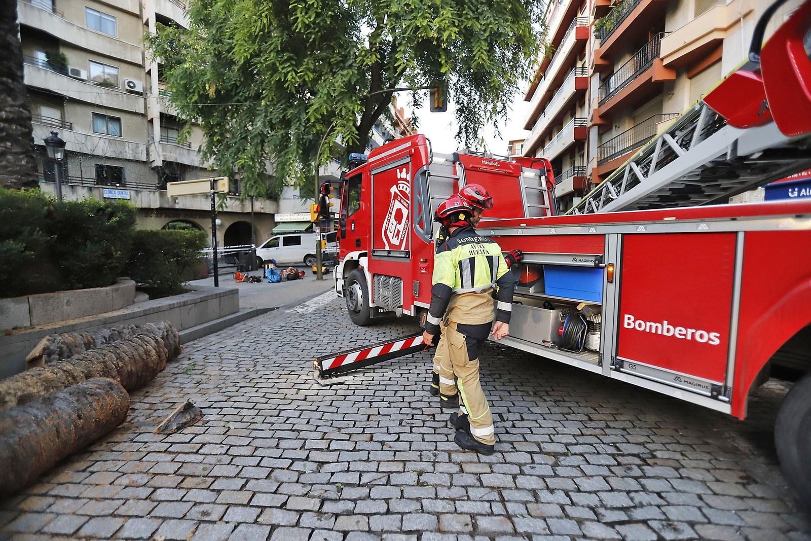 Imágenes de la tala de la emblemática Palmera de Huelva
