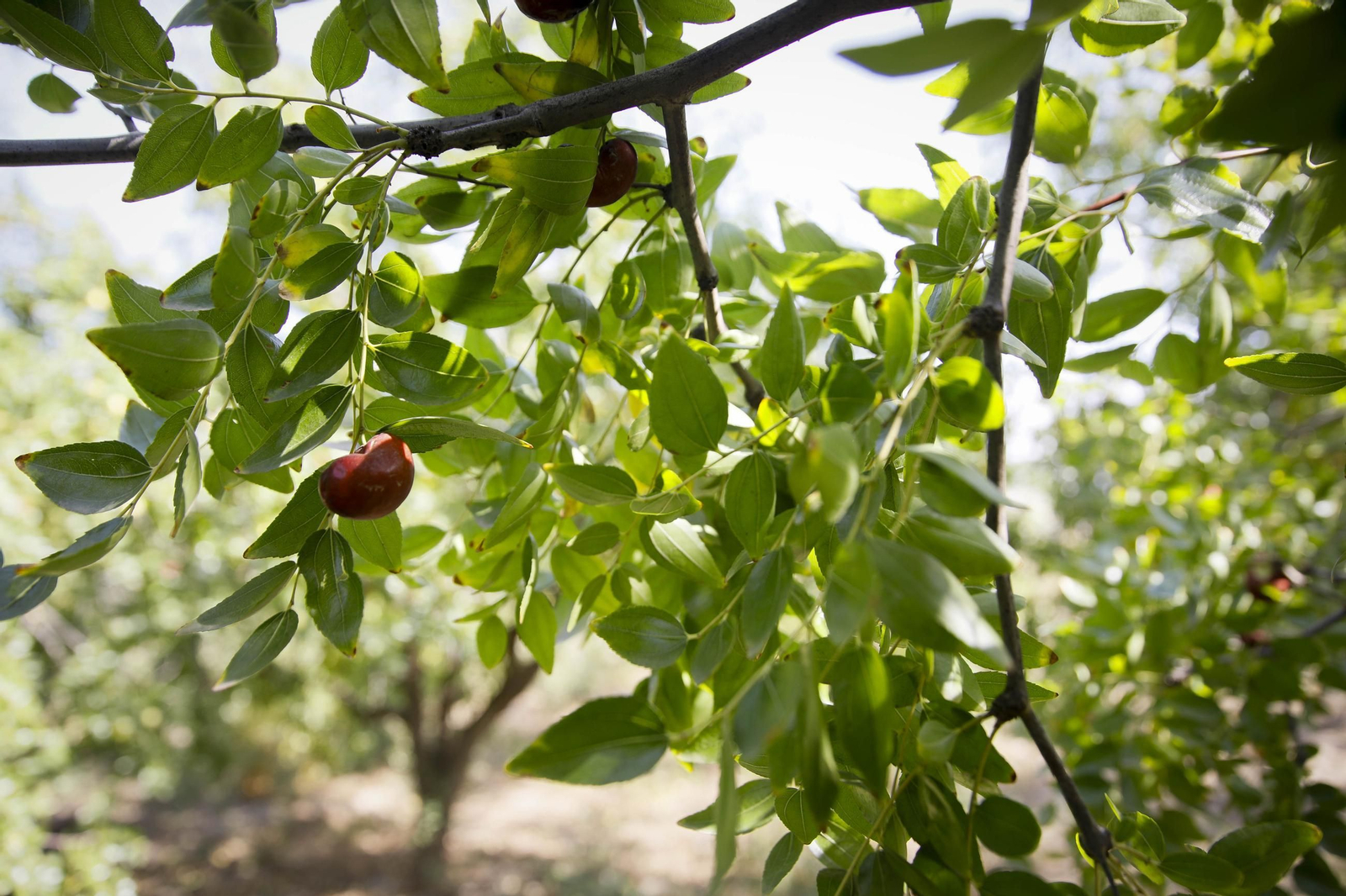 Imágenes del cultivo de azufaifas en Abrucena