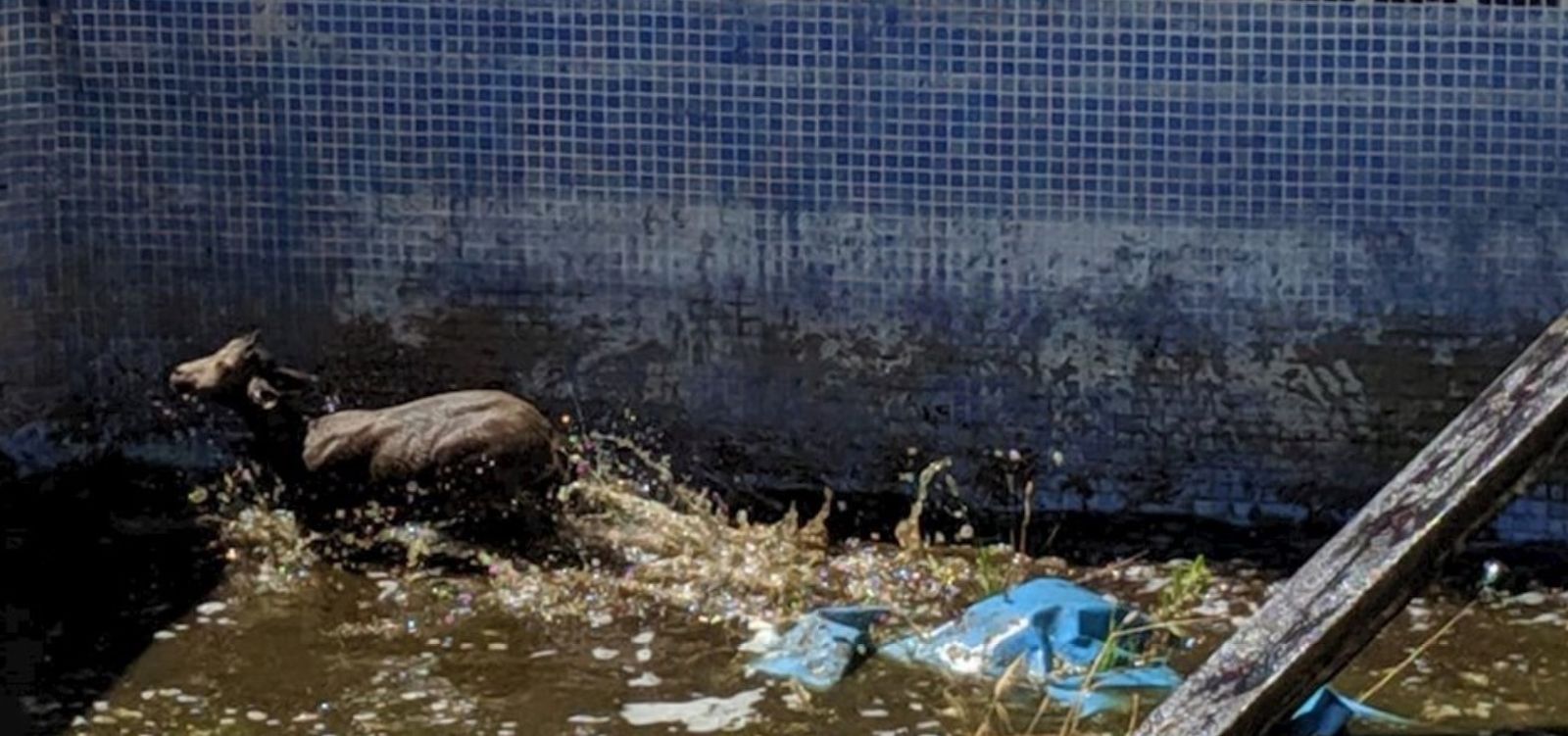 Sucesos Granada: bomberos de Almuñécar rescatan a una cabra montés de una piscina