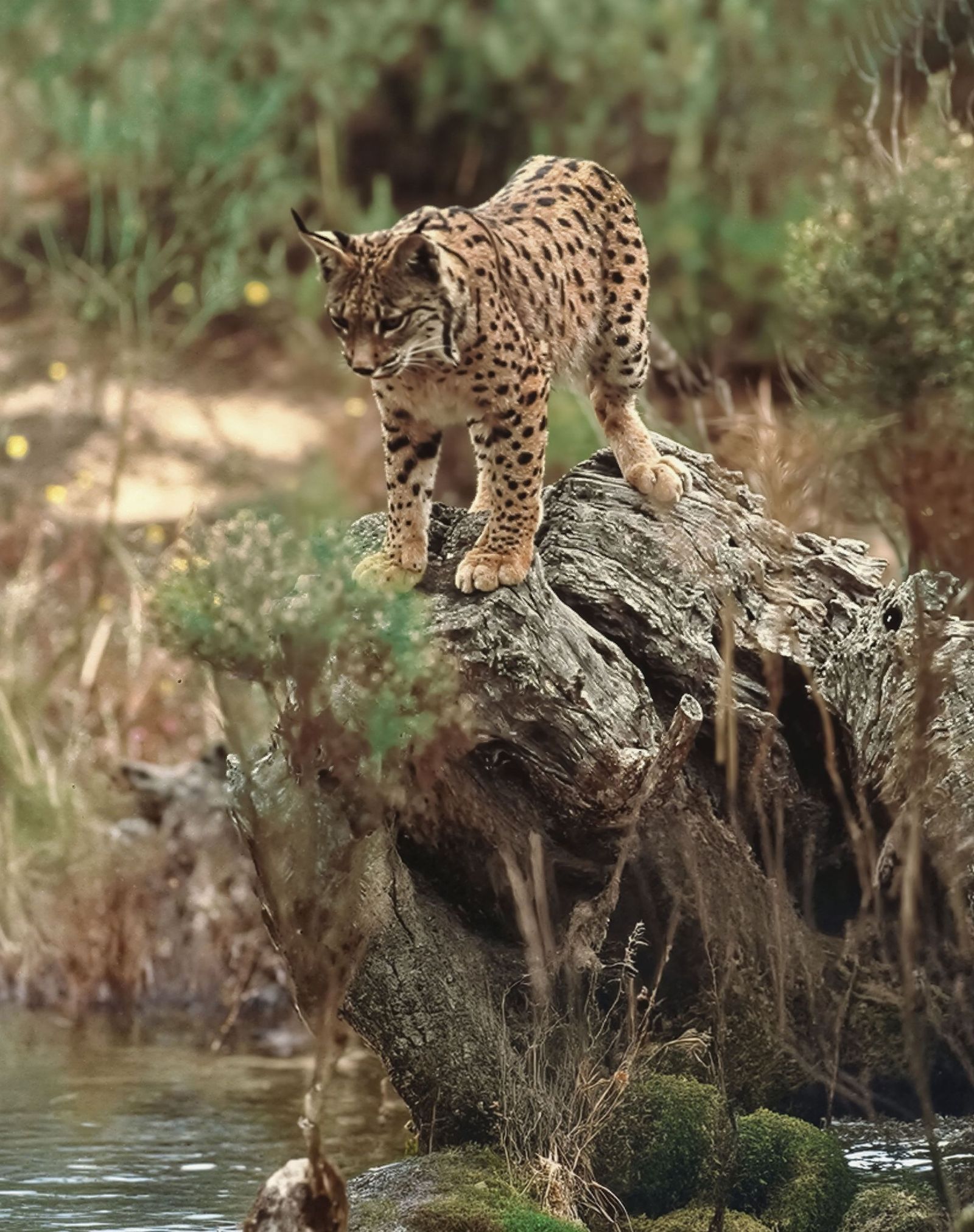 El lince ibérico, un referente de la fauna onubense.