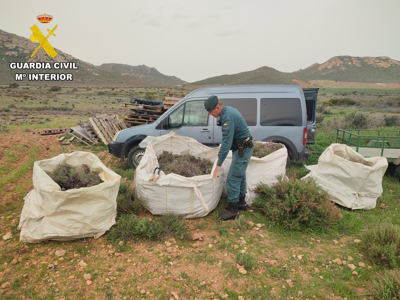 Sacos de tomillo intervenidos en Níjar.