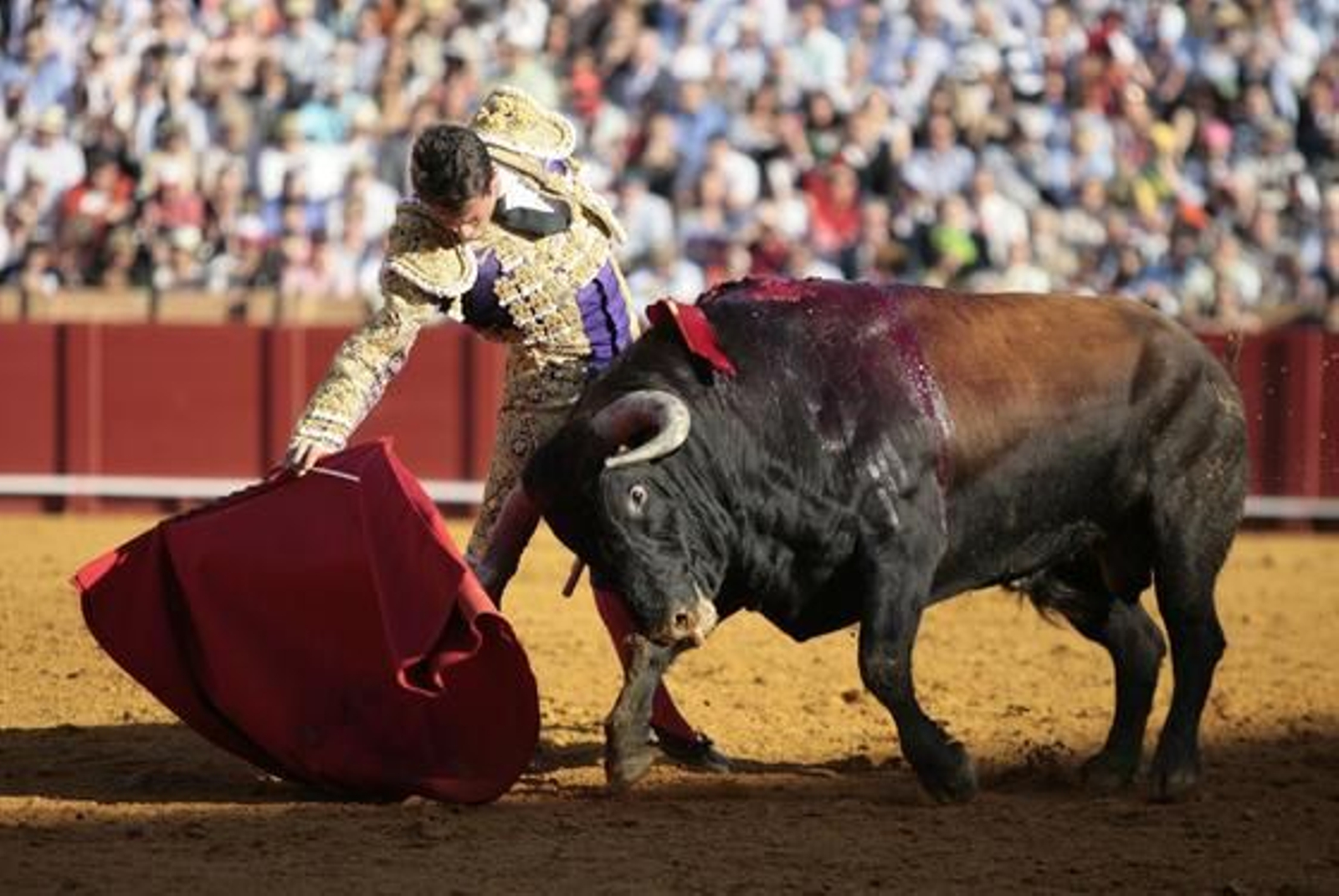 Manzanares con el segundo de la tarde en la treceava del abono de La Maestranza.

Foto: Juan Carlos Muñoz