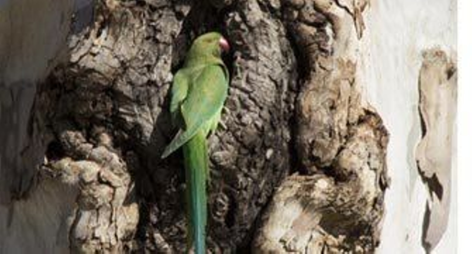 Cotorras, una amenaza sin control