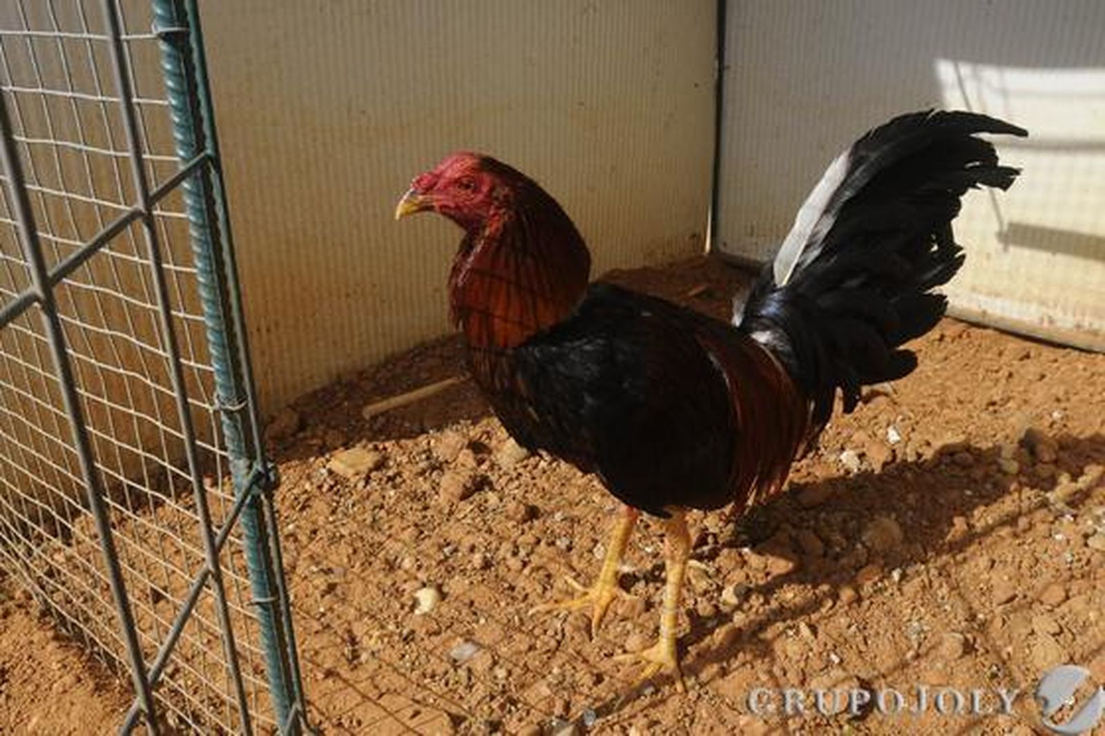 Foto: Borja Benjumeda