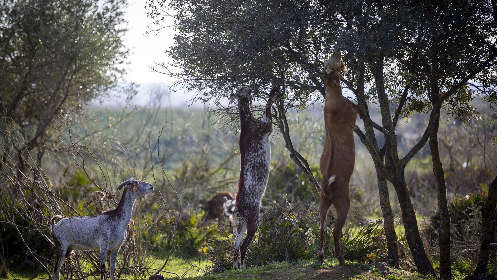 Las cabras de Javier Zamora pasta en el campo.
