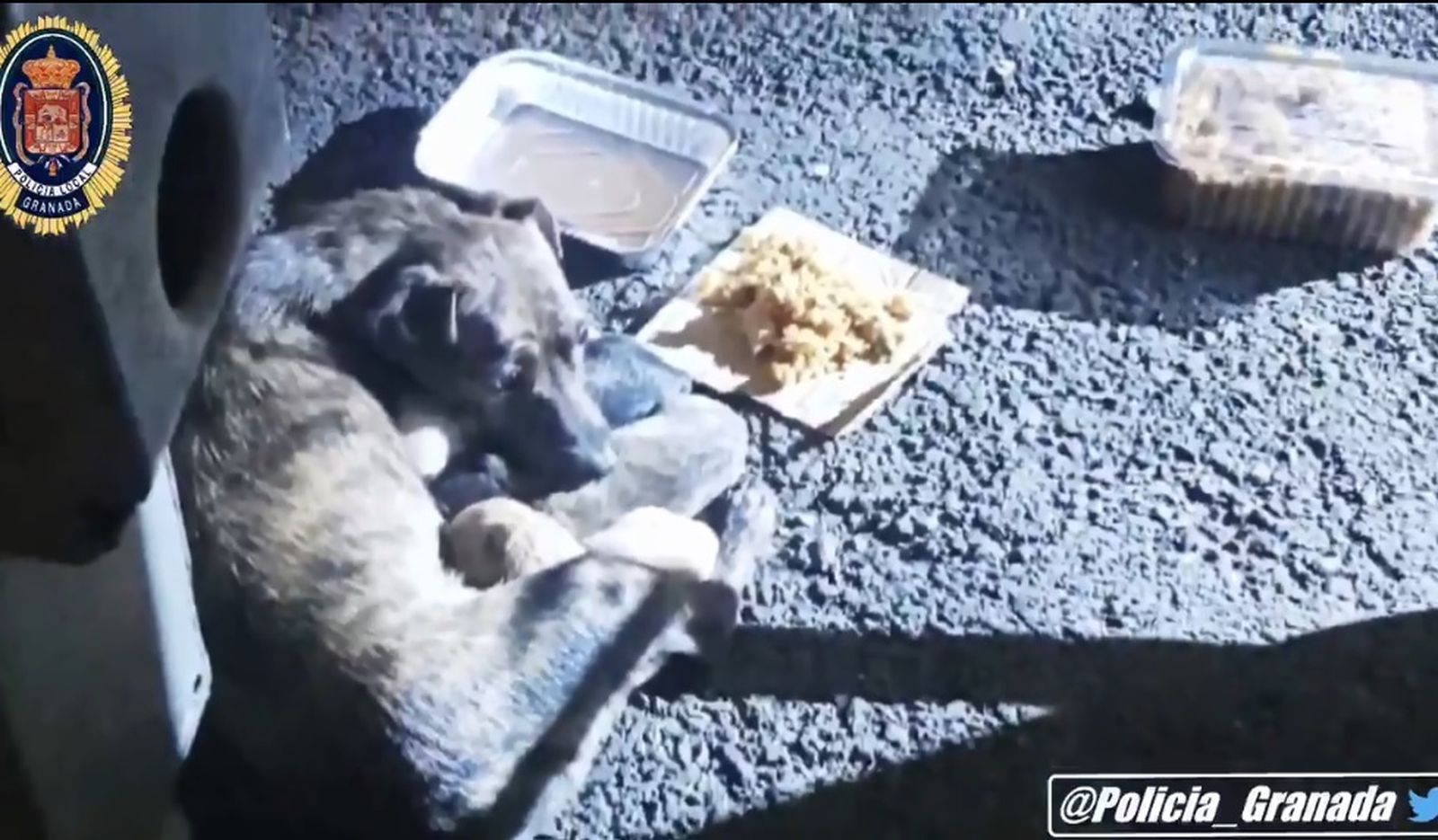 Encuentran a una perra con cuatro cachorros dentro de un saco