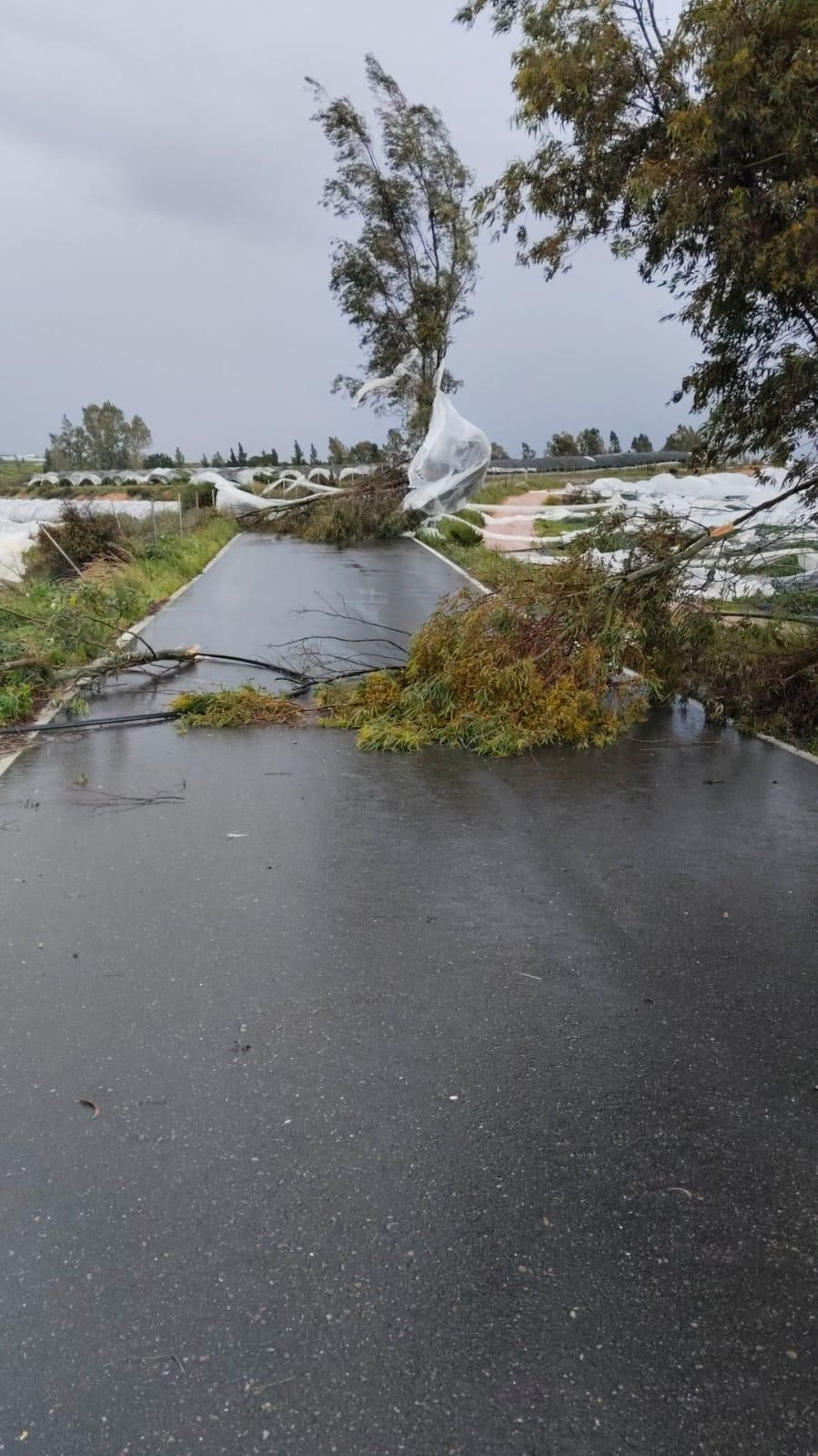 Árboles caídos en la carretera a causa de la manga de viento este viernes.