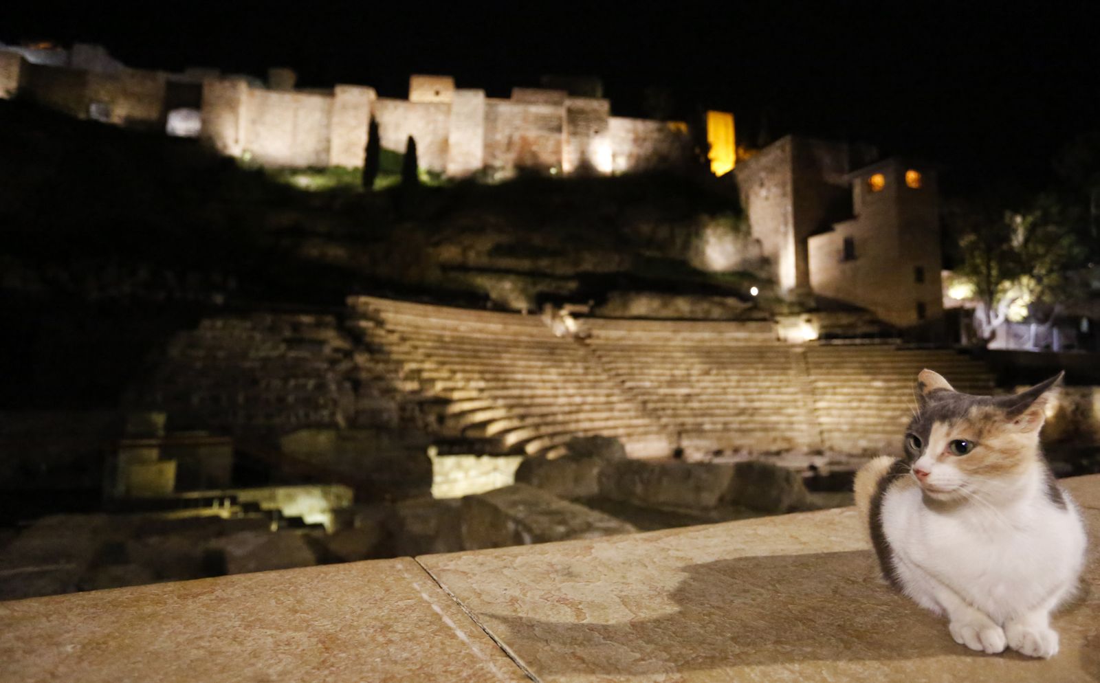 Un visitante nocturno en el Teatro Romano de Málaga.