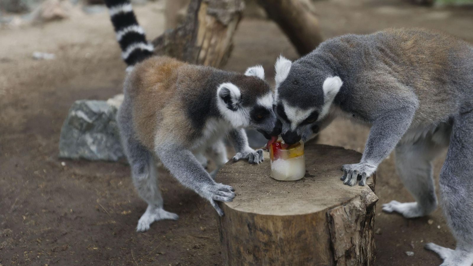 Unos lemures comen un helado de frutas en el Zoo de Córdoba.