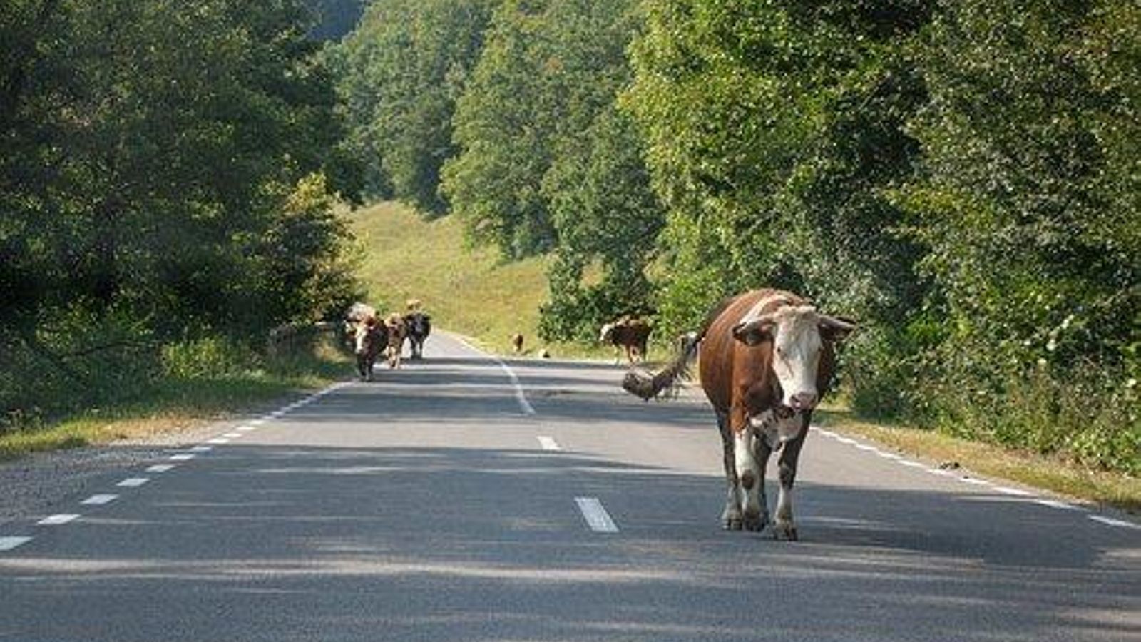 Una vaca, en la carretera