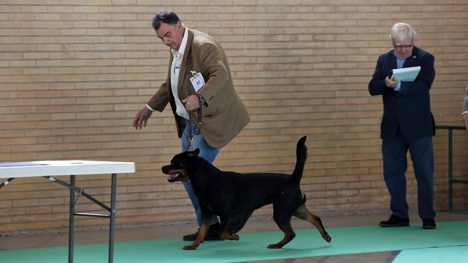 Imágenes de la 49ª edición de la Exposición Nacional Canina y la 25ª edición de la Exposición Internacional Canina en IFECA Jerez