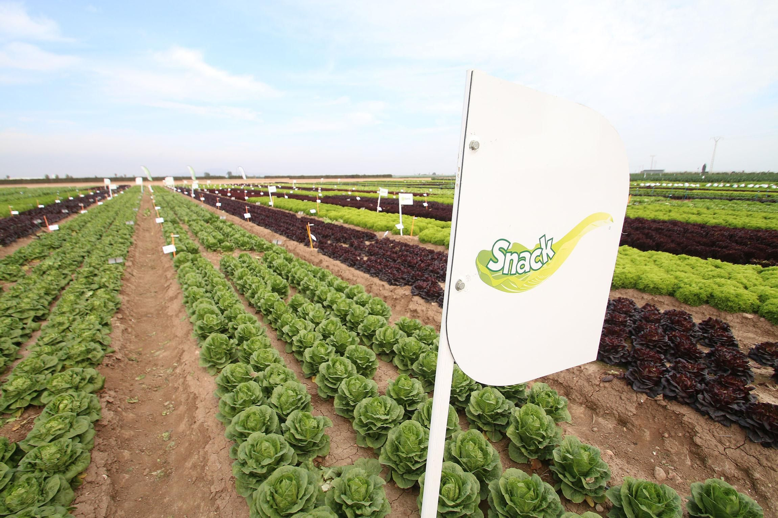 Fotogalería de las jornadas de puertas abiertas de Rijk Zwaan en Cartagena