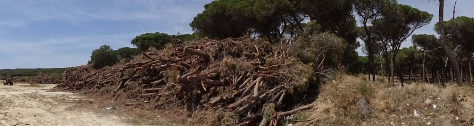 El pinar denunciado por los ecologistas