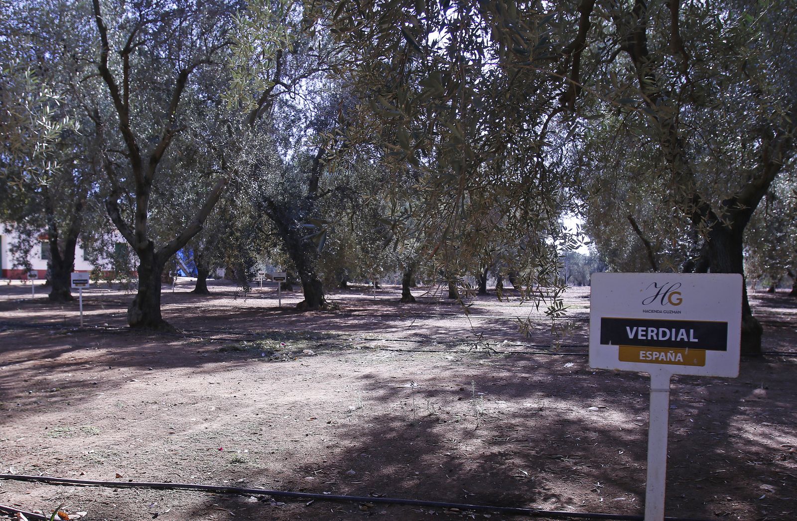 Reportaje sobre el aceite de oliva