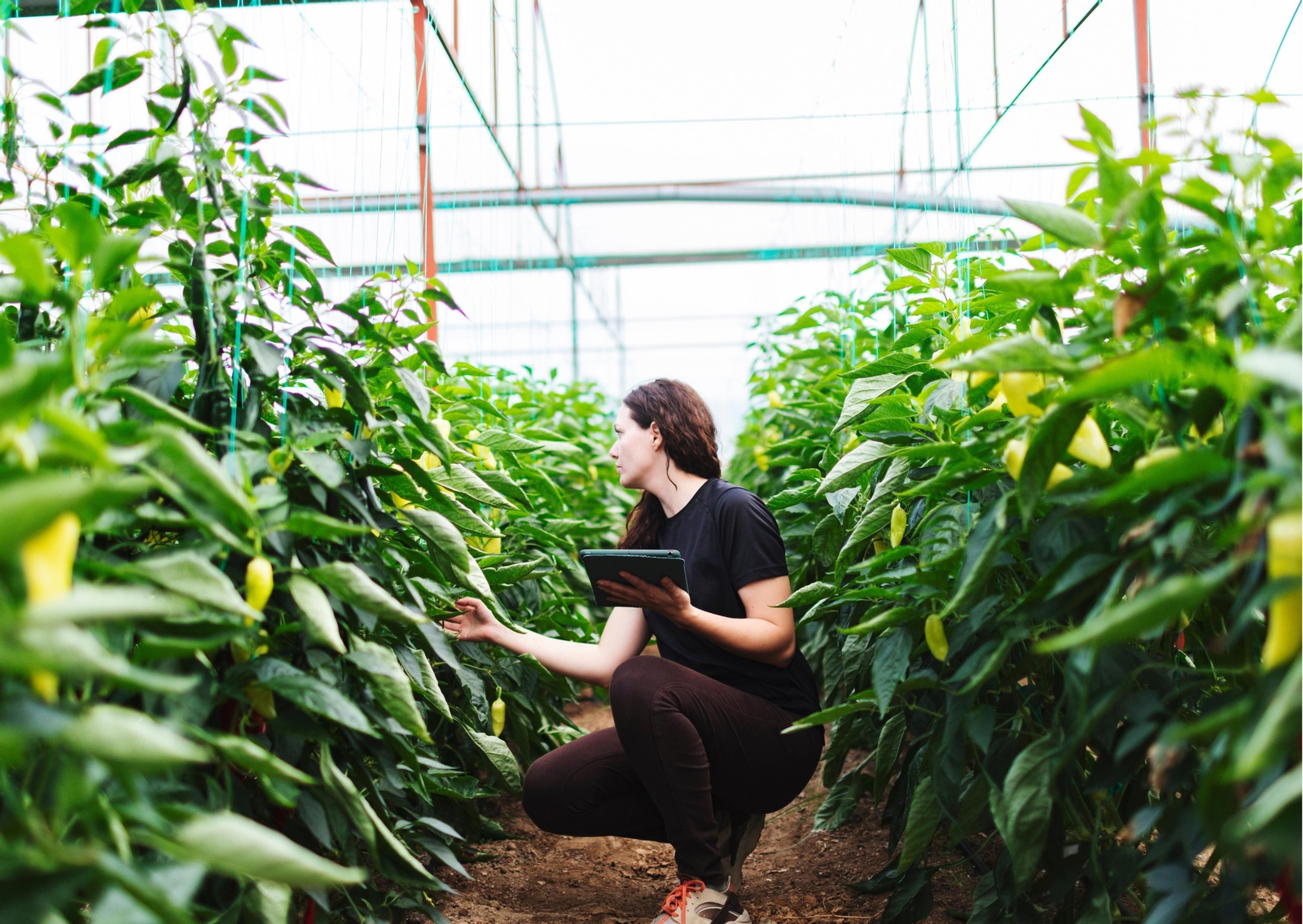 Una joven trabajadora, en un invernadero.