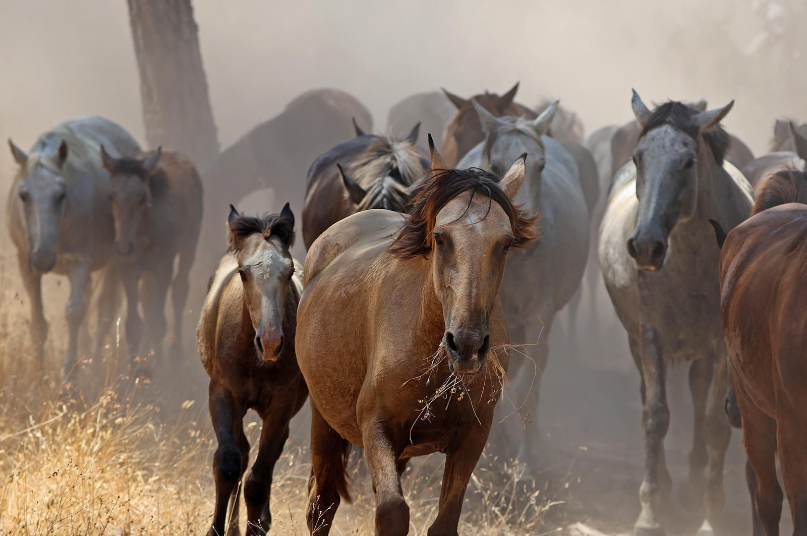 Las mejores imágenes de la Saca de las Yeguas 2025