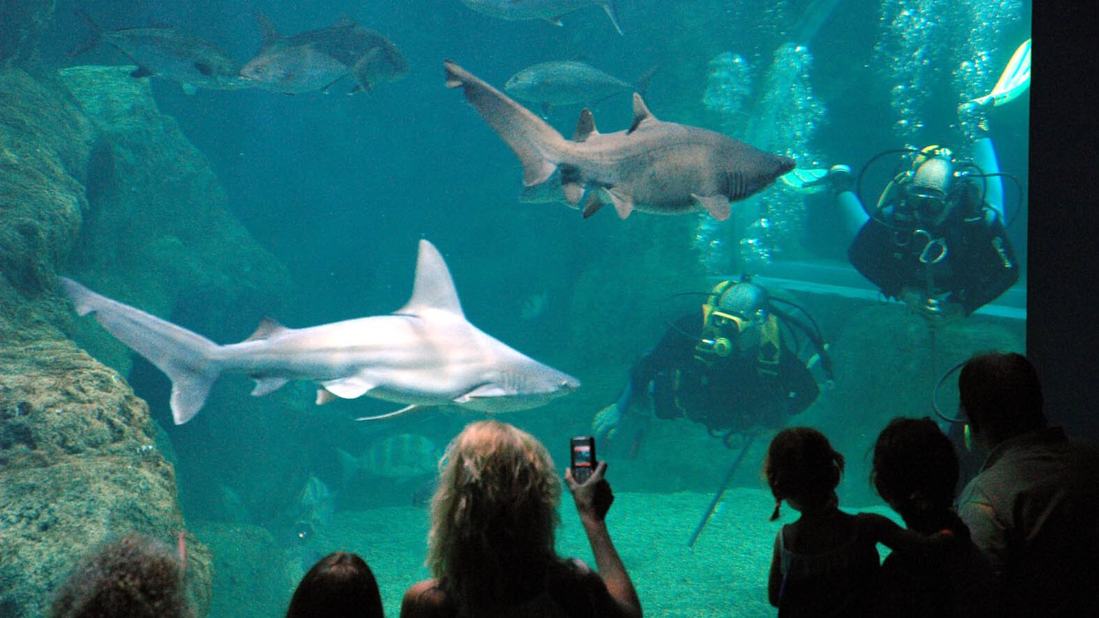 Aquarium de Roquetas de Mar y el Aula del Mar