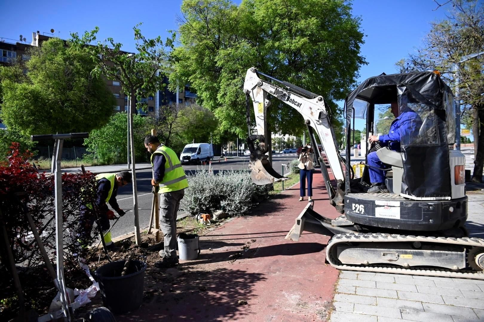 Operarios plantan árboles en una de las calles de la ciudad.