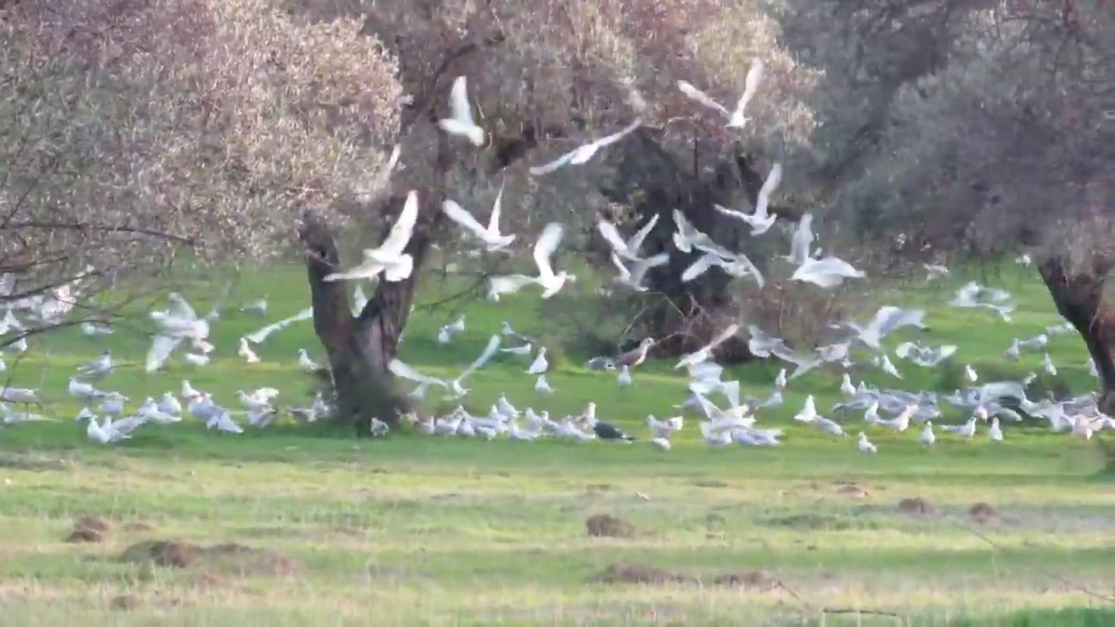 Gaviotas cabecinegras en Las Campiñuelas