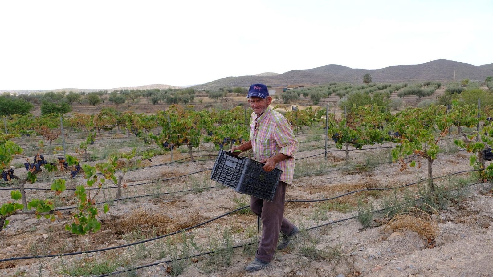 Recogida de la uva almeriense.
