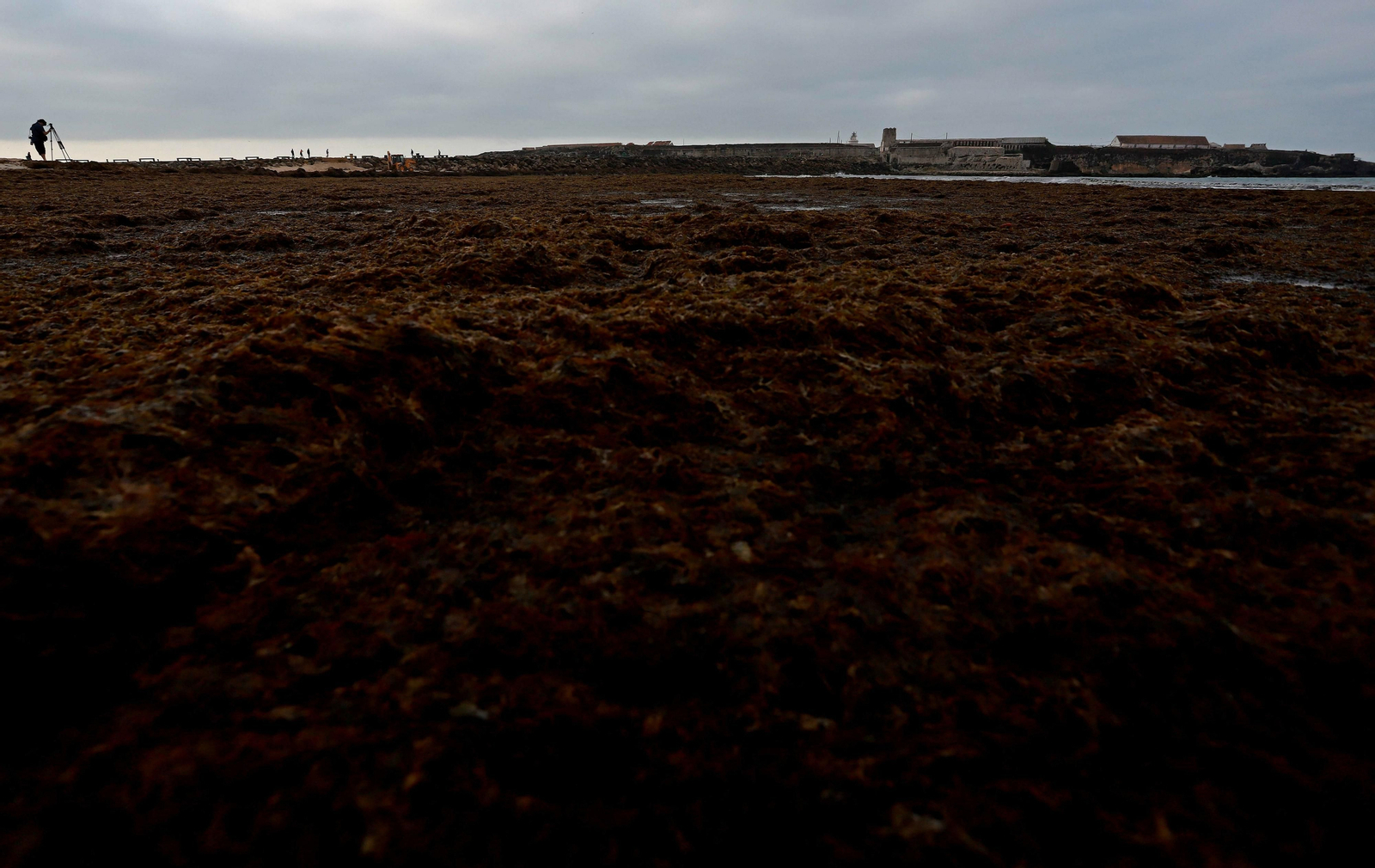 Las mejores fotos de la retirada de algas en las playas de Tarifa