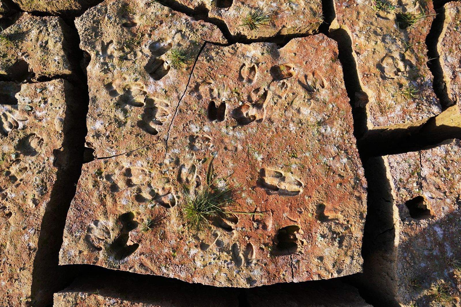Los efectos de la sequía en el pantano de Guadalteba, en fotos